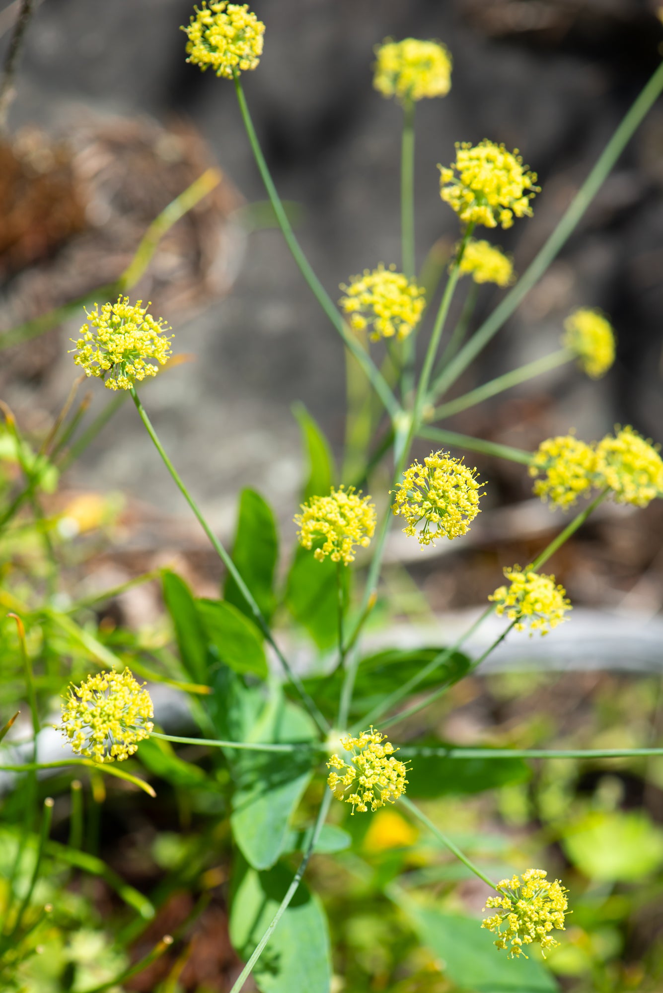 Barestem Desert Parsley (Lomatium nudicaule)