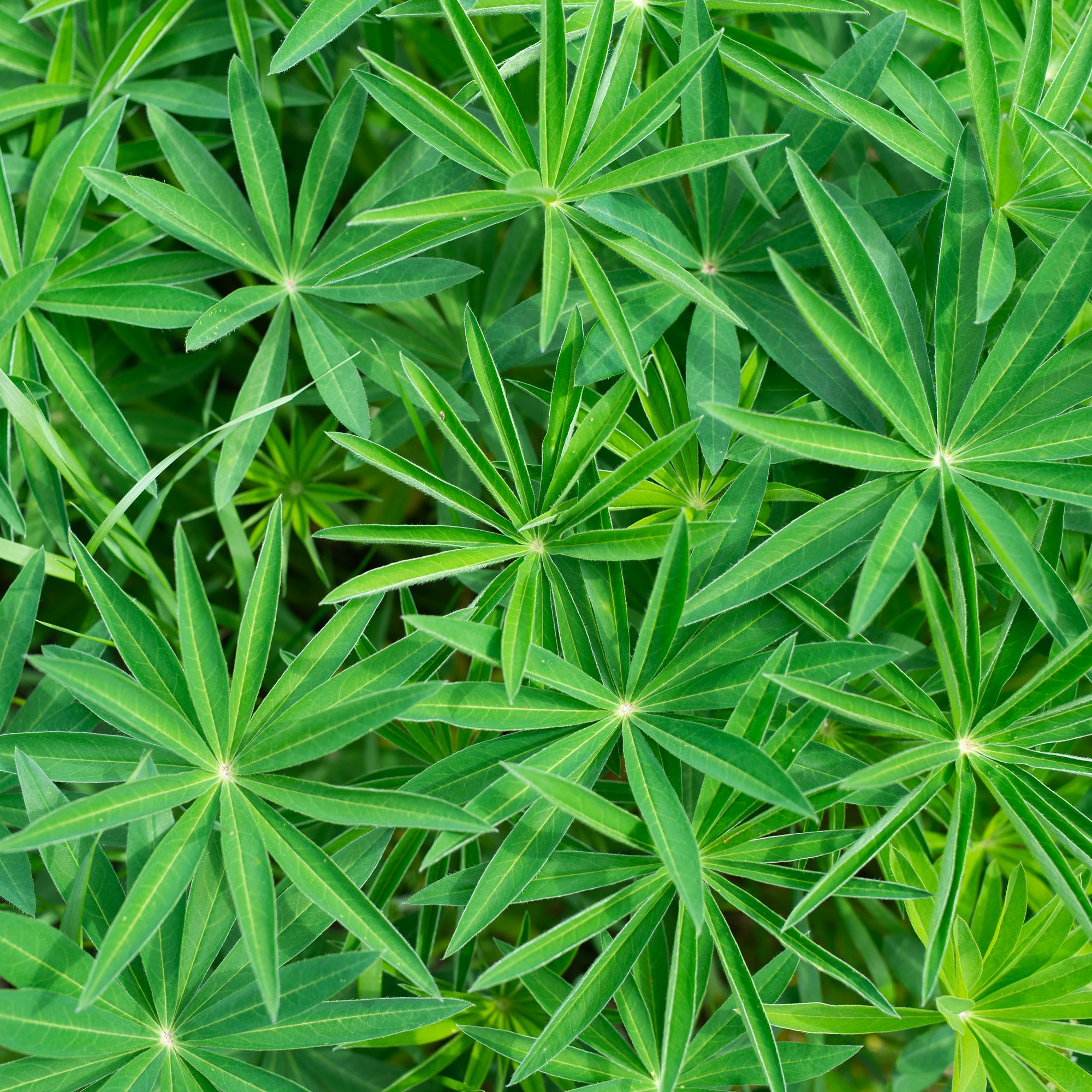 Large-leaved Lupine (Lupinus polyphyllus)