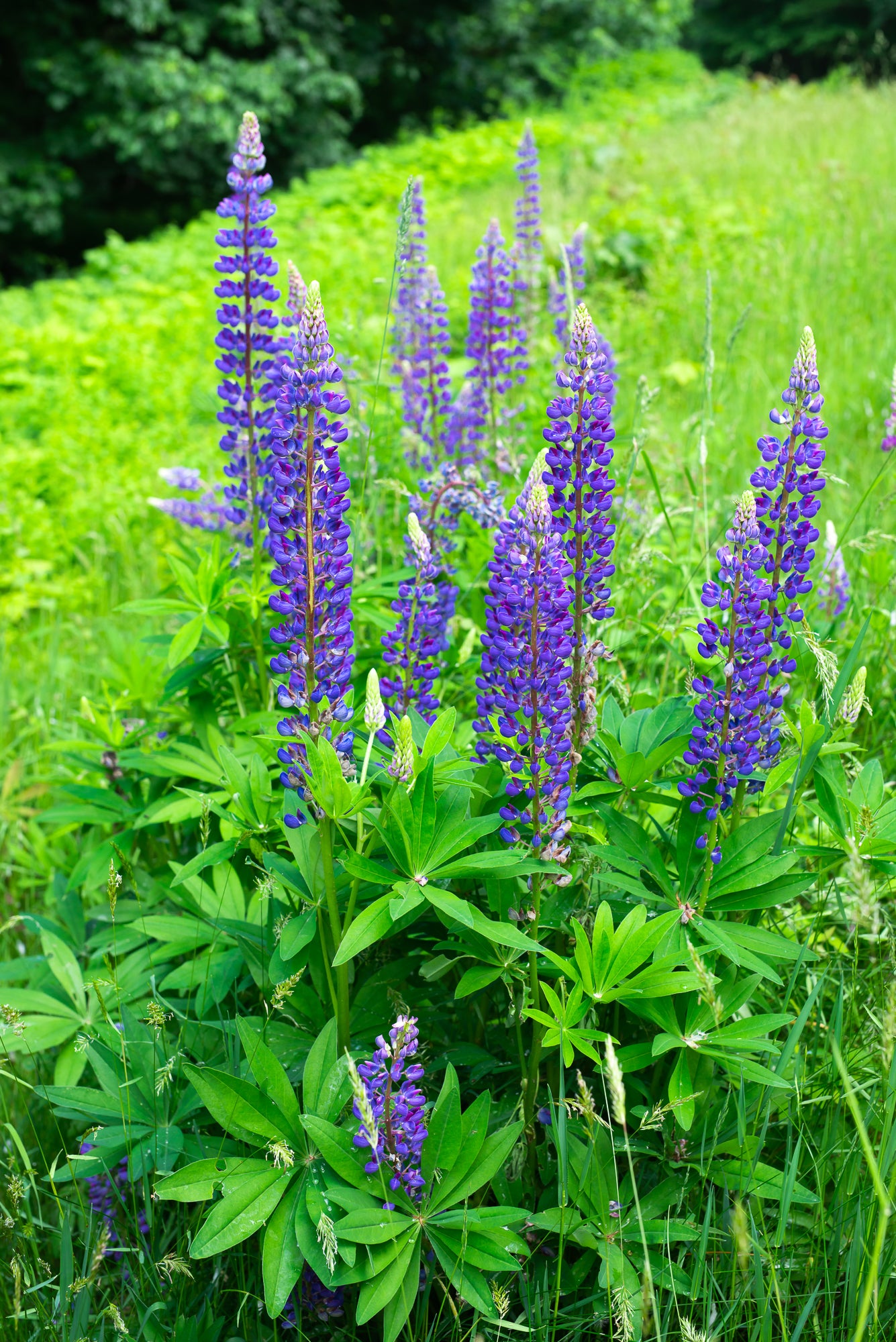 Large-leaved Lupine (Lupinus polyphyllus)