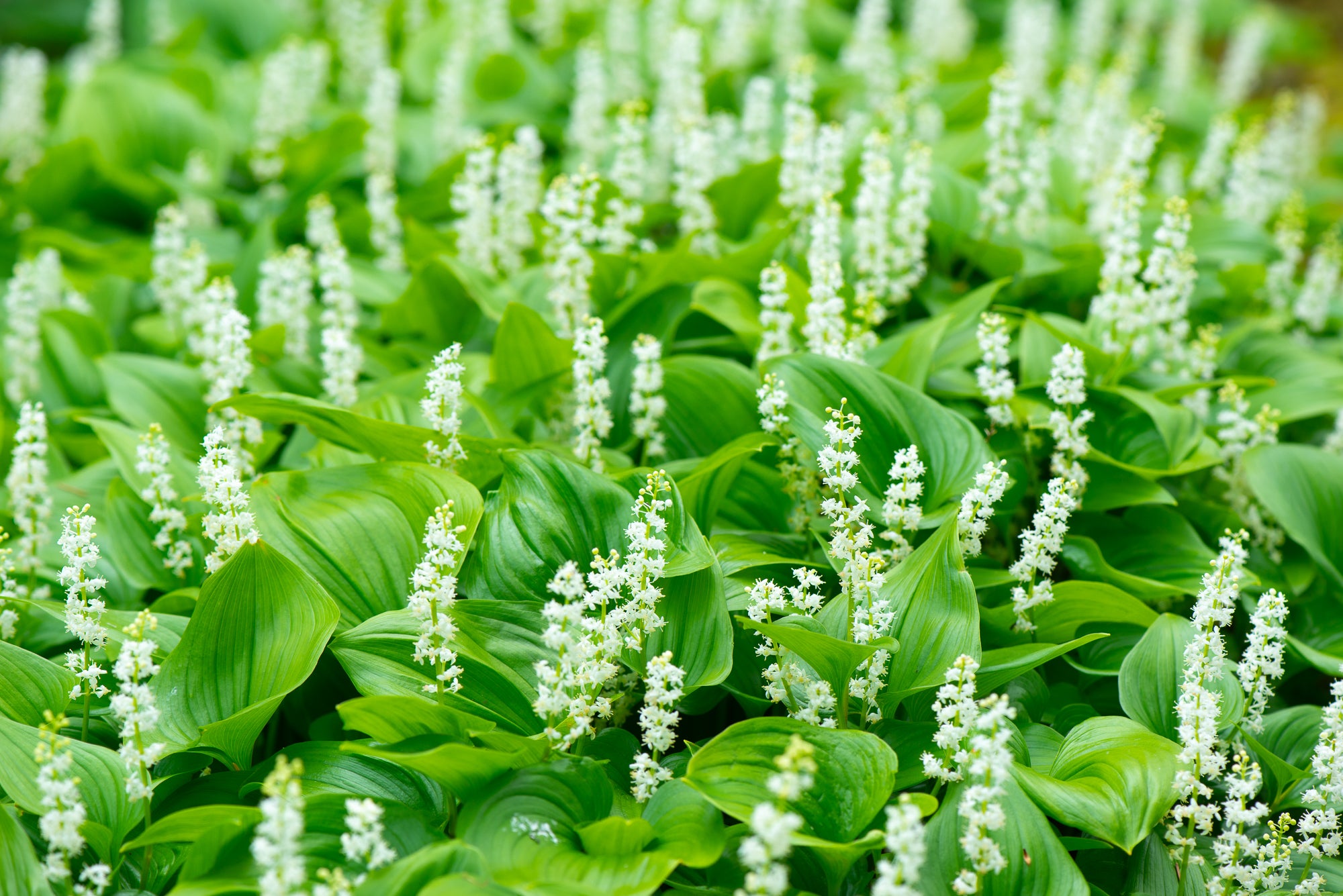 Western Lily of the Valley (Maianthemum dilatatum)
