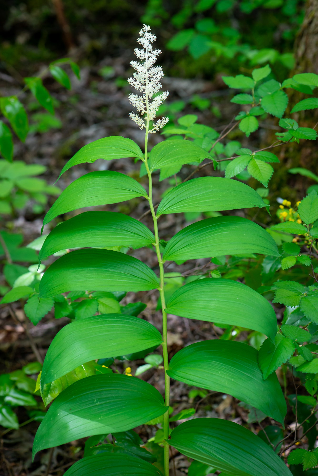 Solomon's Plume (Maianthemum racemosum)