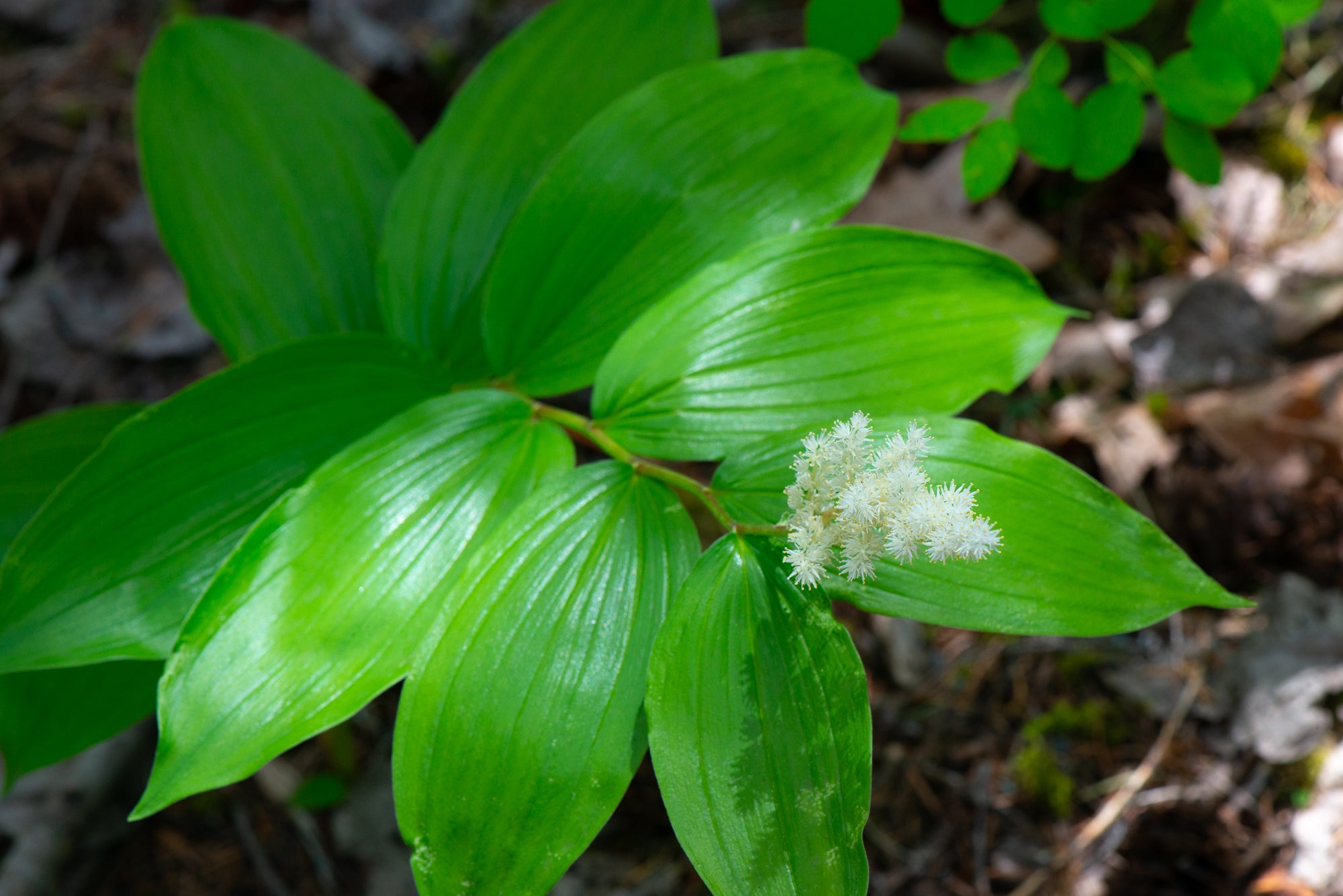 Solomon's Plume (Maianthemum racemosum)
