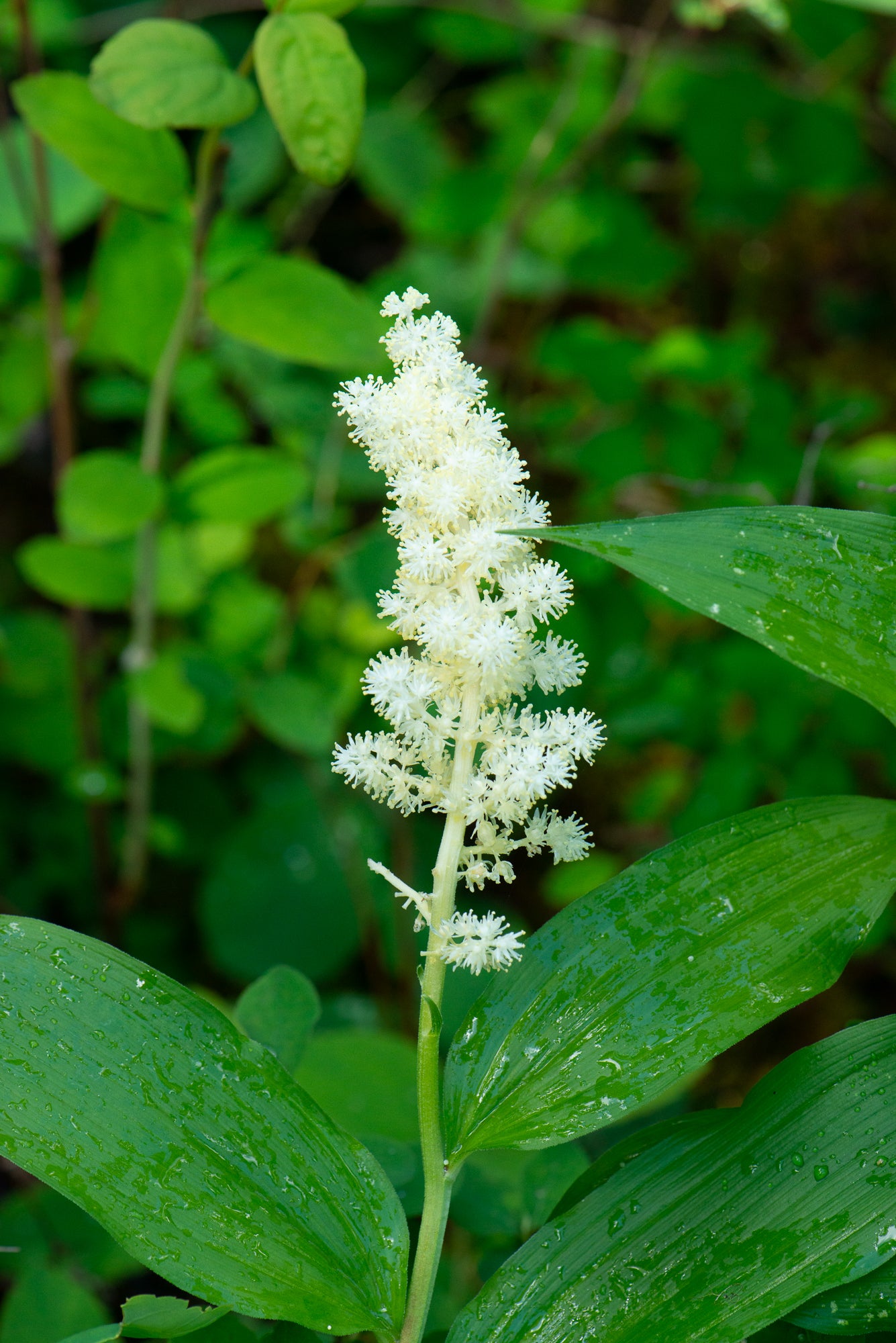 Solomon's Plume (Maianthemum racemosum)
