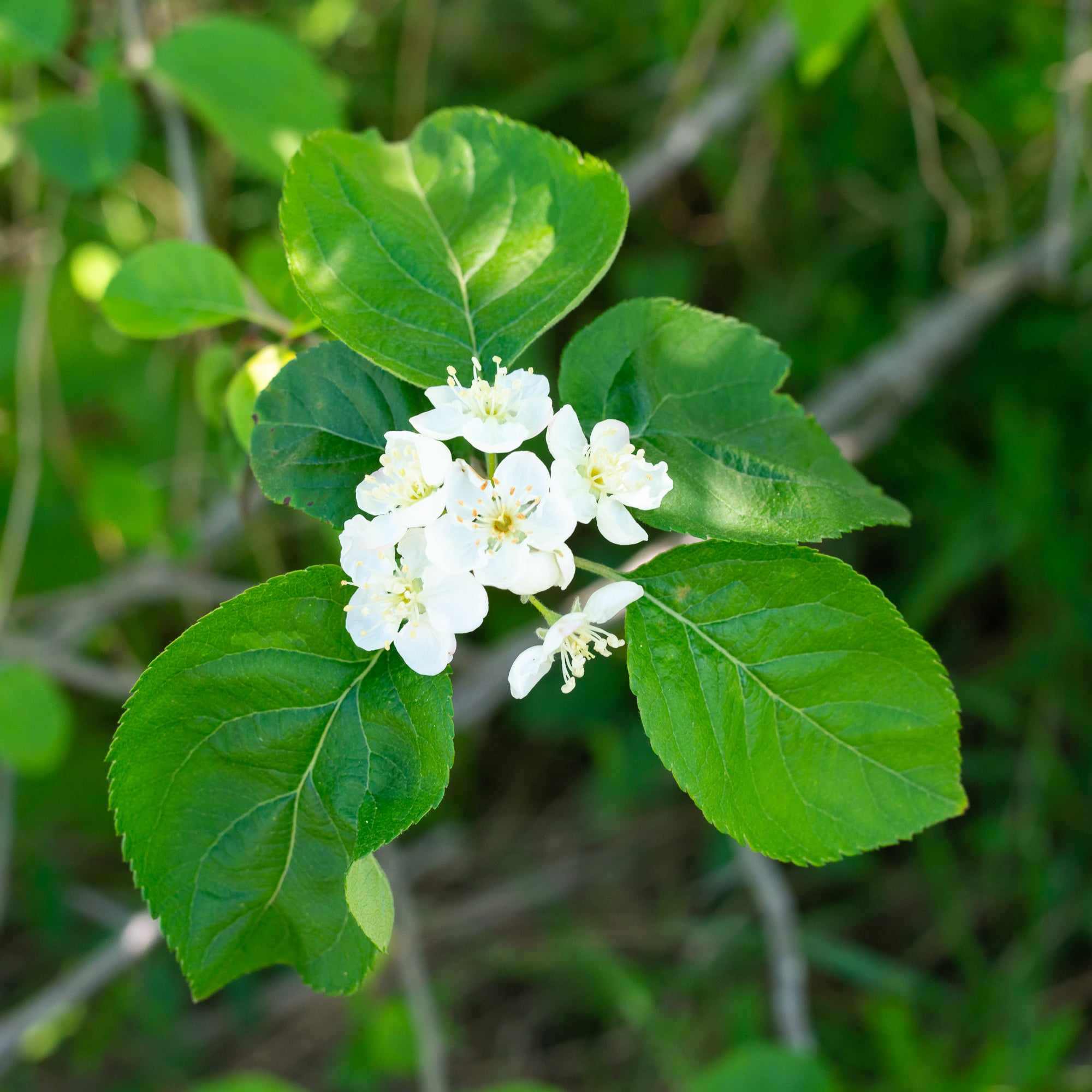Pacific Crabapple (Malus fusca)