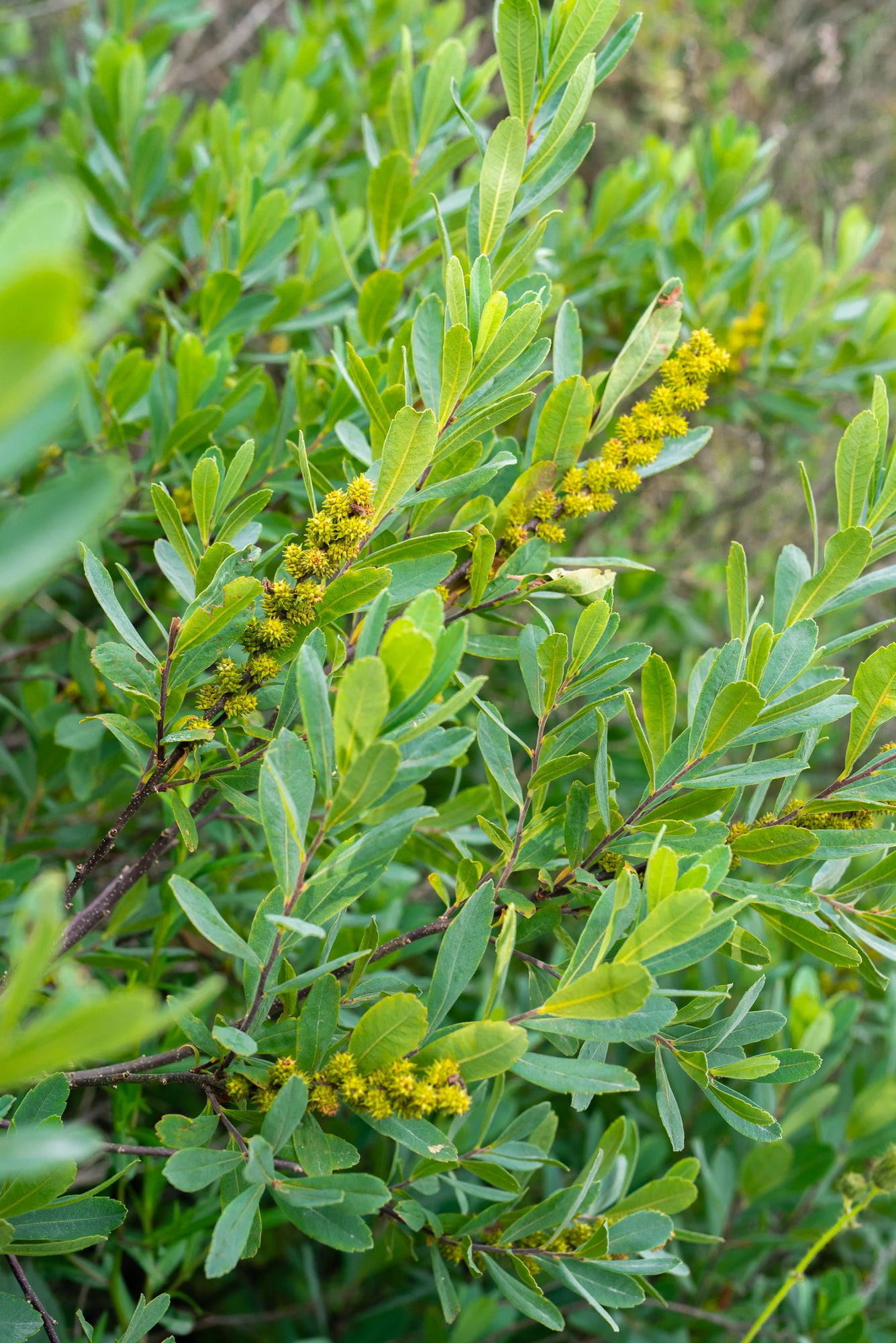 Sweet Gale (Myrica gale)