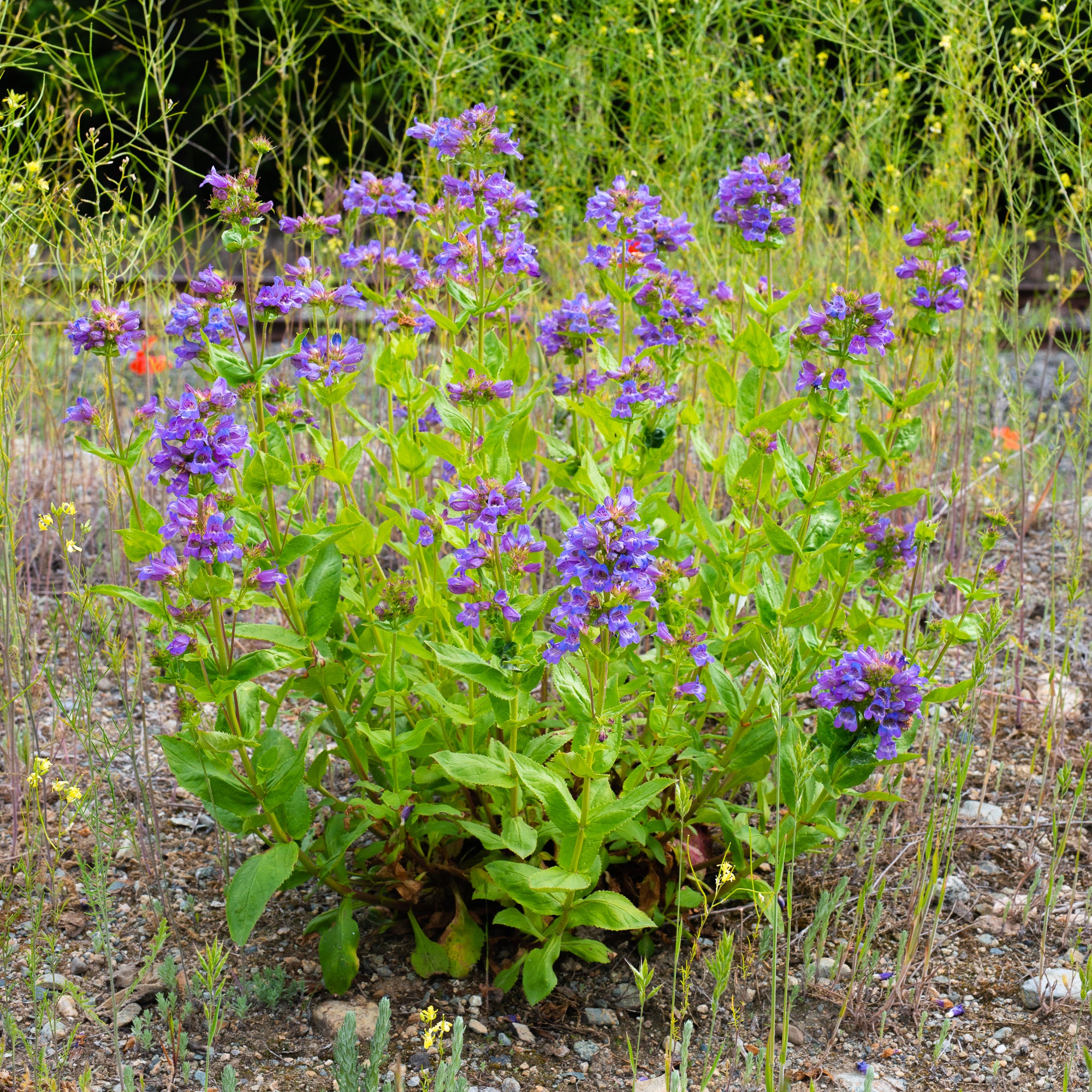 Cascade Penstemon (Penstemon serrulatus)