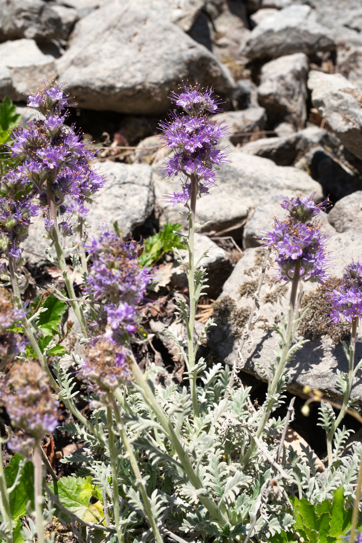 Silky Phacelia (Phacelia sericea)