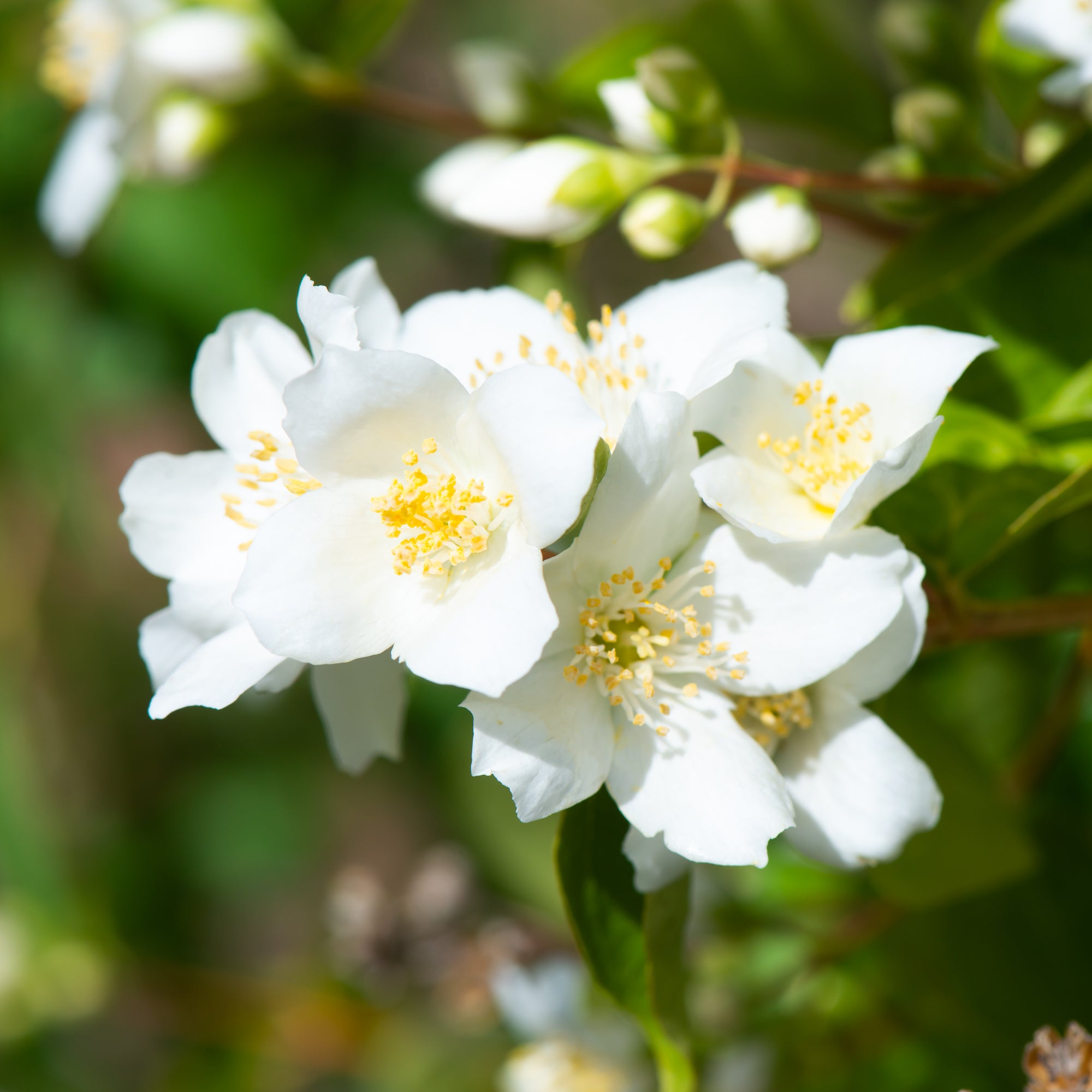 Mock Orange (Philadelphus lewisii)