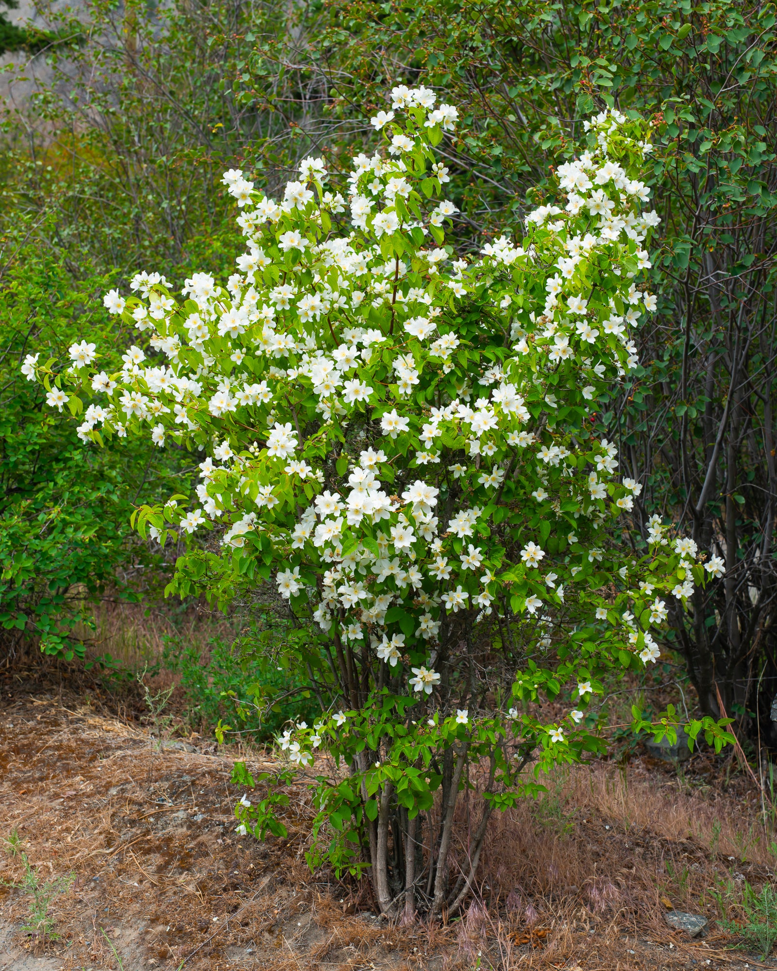 Mock Orange (Philadelphus lewisii)