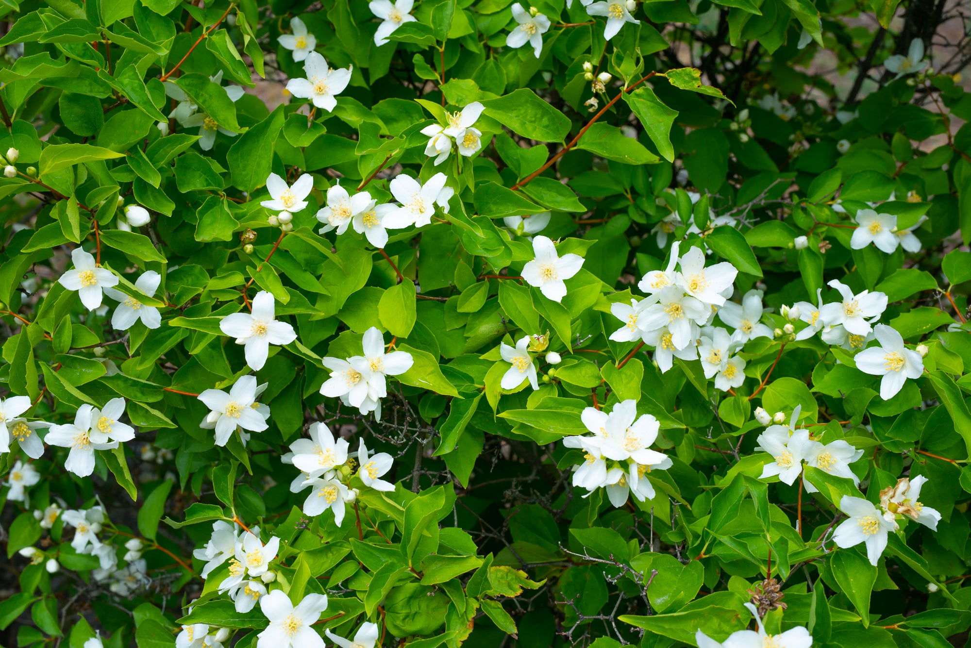 Mock Orange (Philadelphus lewisii)