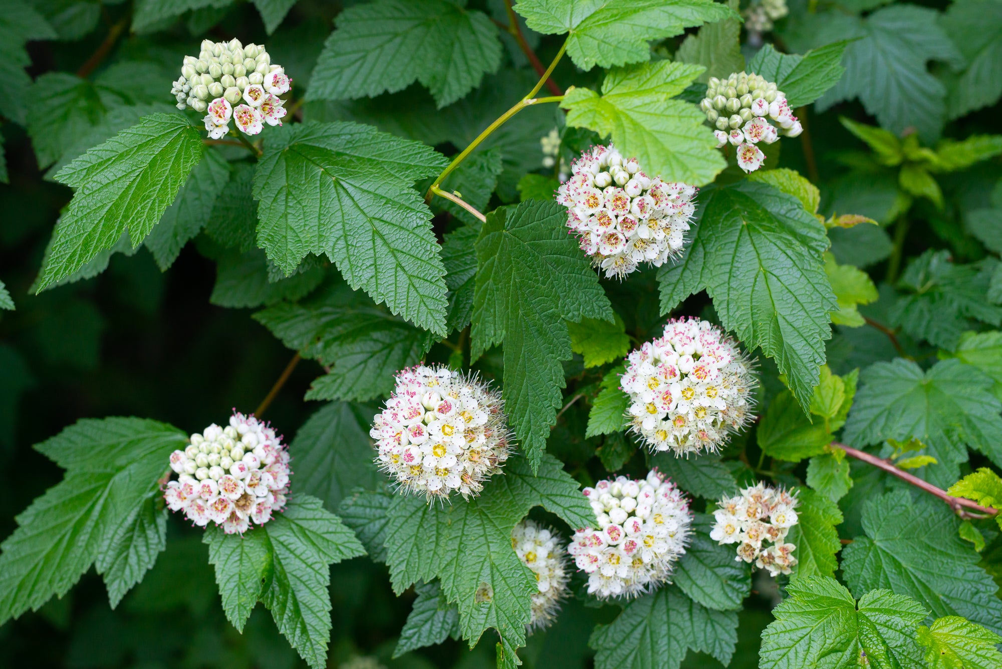 Pacific Ninebark (Physocarpus capitatus)