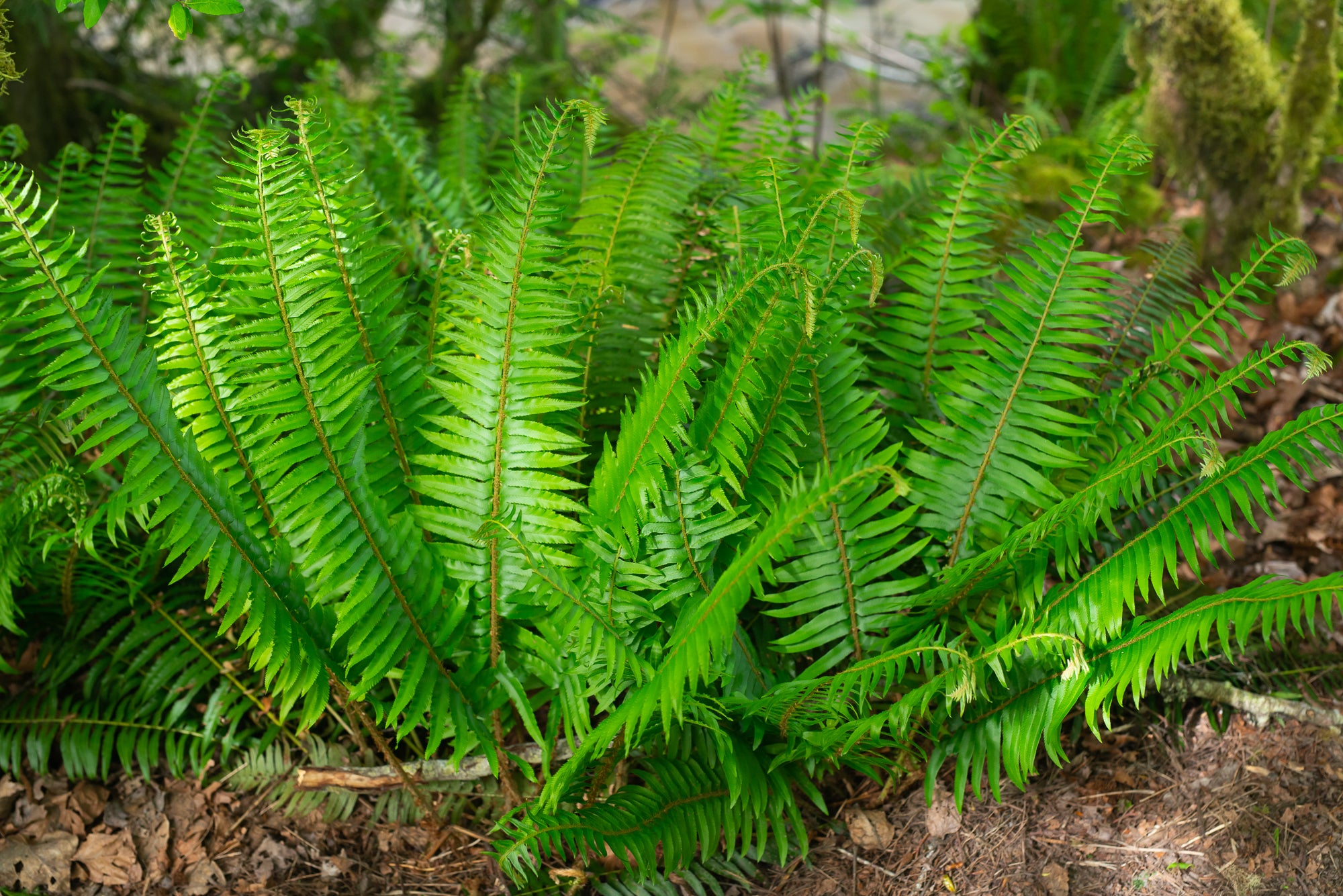 Western Sword Fern (Polystichum munitum)