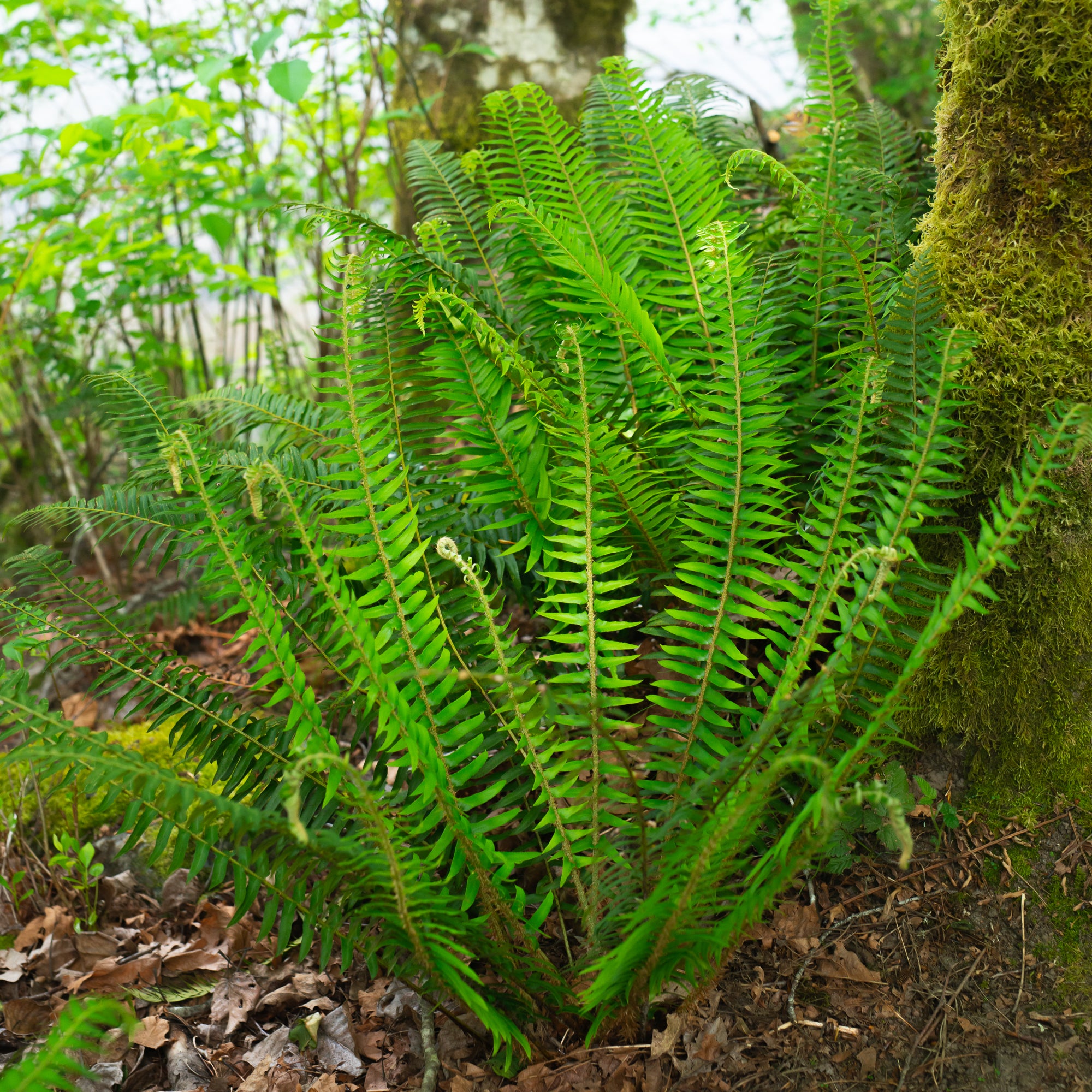 Western Sword Fern (Polystichum munitum)