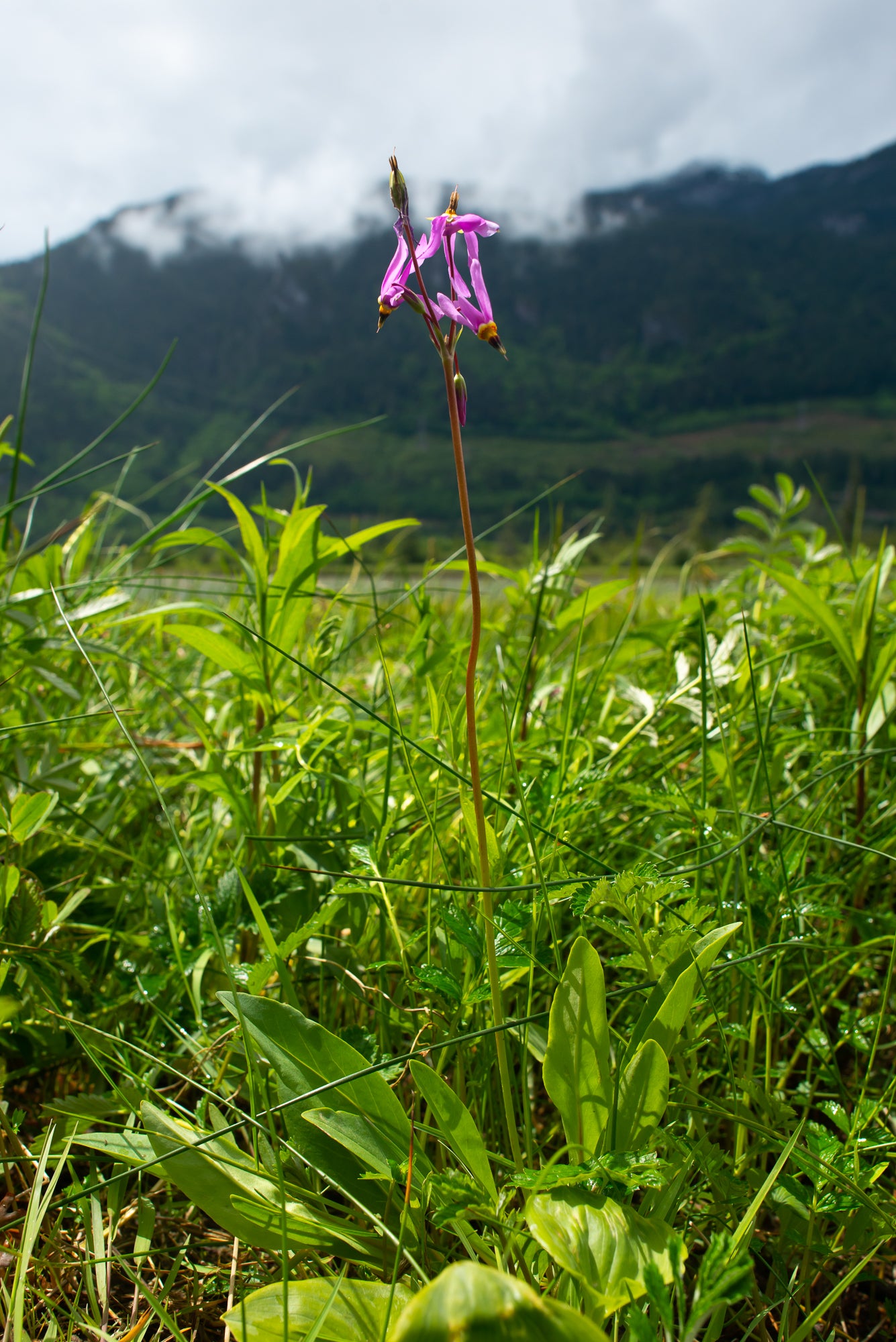 Dark-Throated Shooting Star (Primula pauciflora)