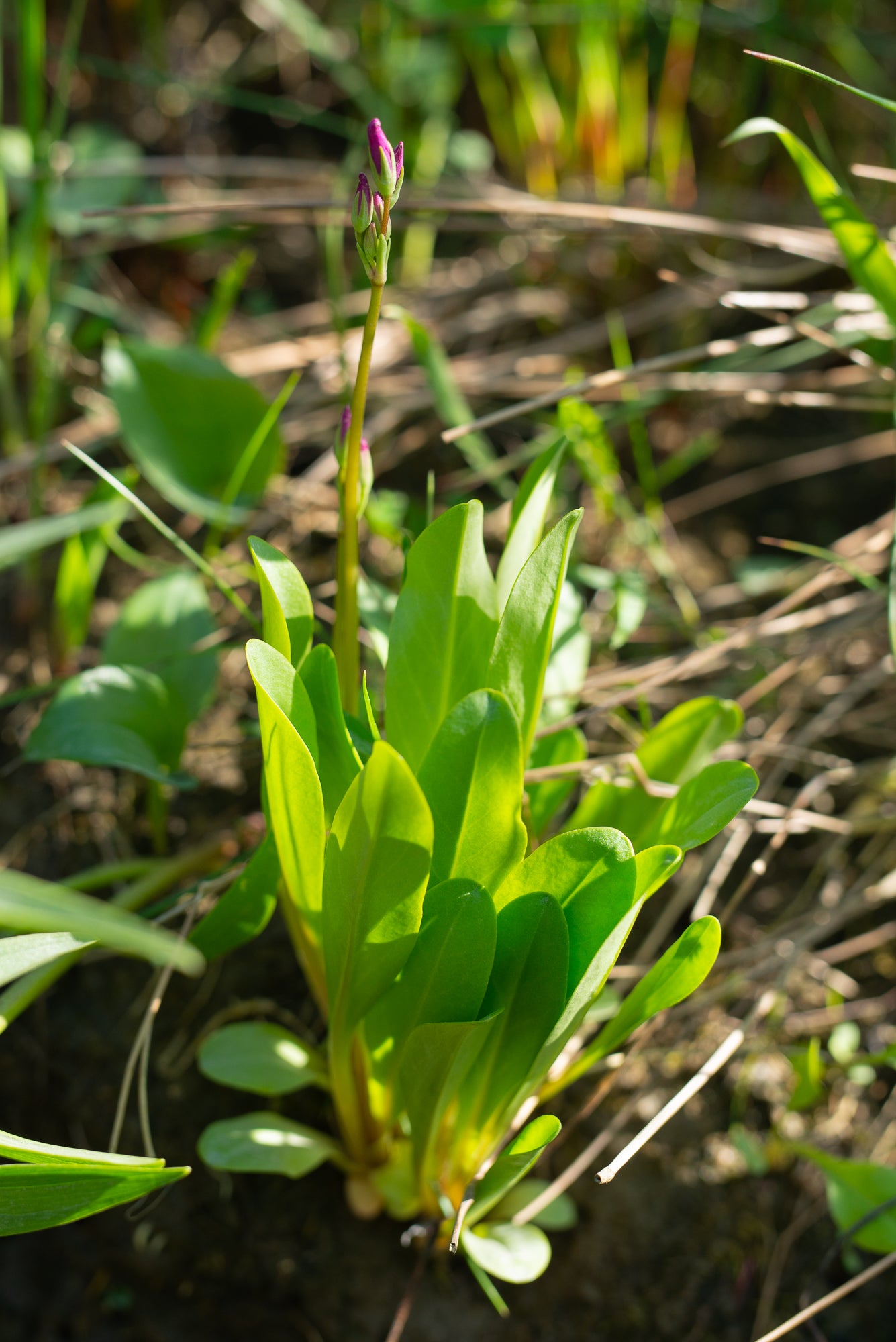 Dark-Throated Shooting Star (Primula pauciflora)