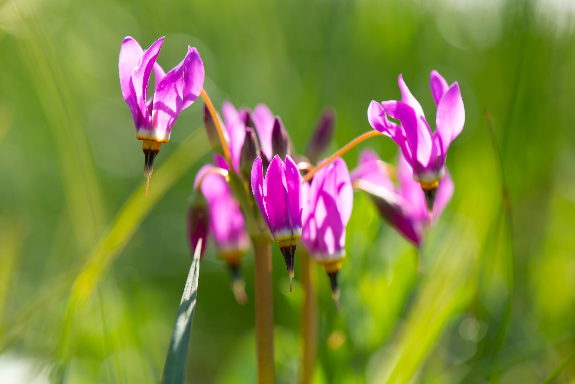 Dark-Throated Shooting Star (Primula pauciflora)