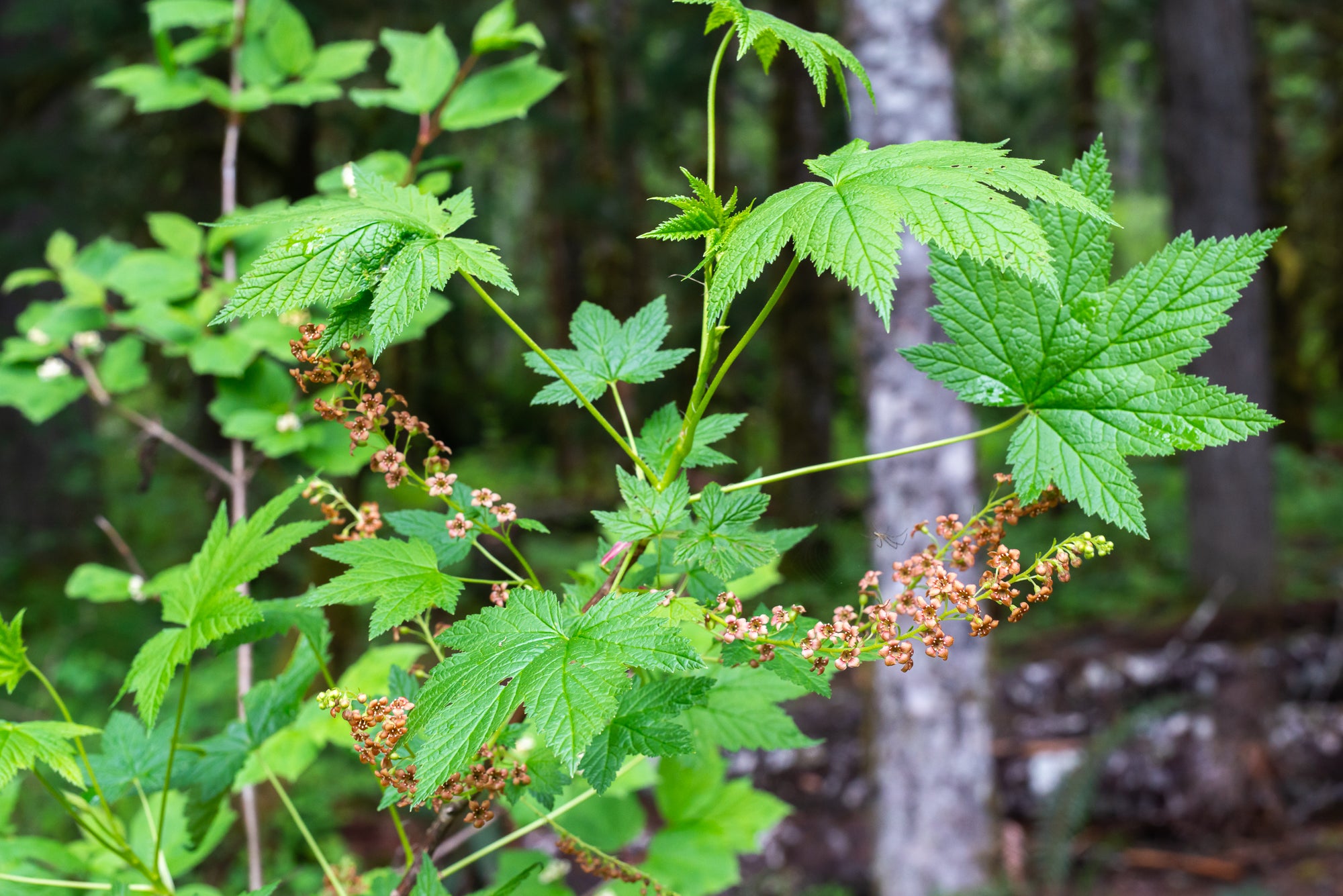 Stink Currant (Ribes bracteosum)