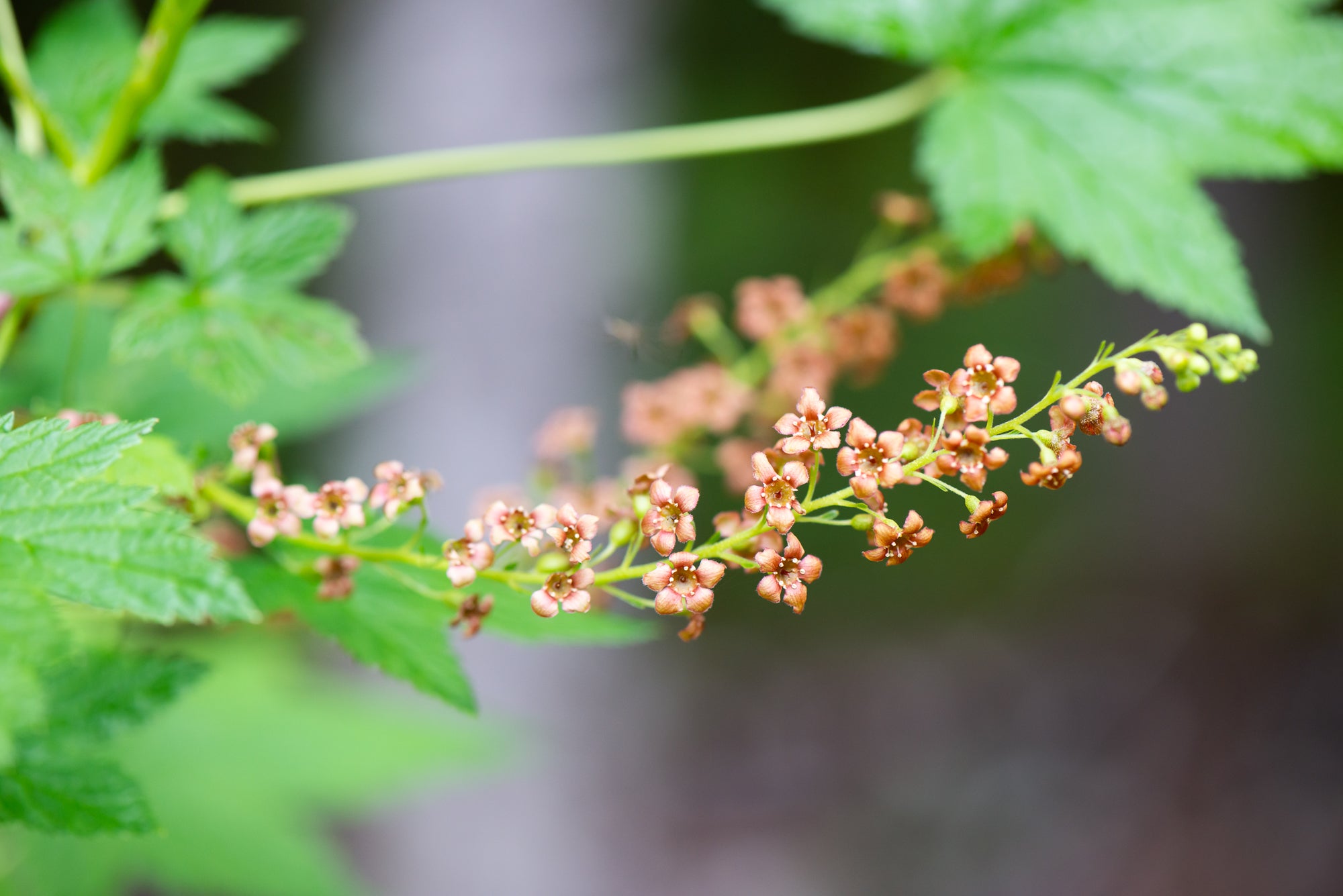 Stink Currant (Ribes bracteosum)