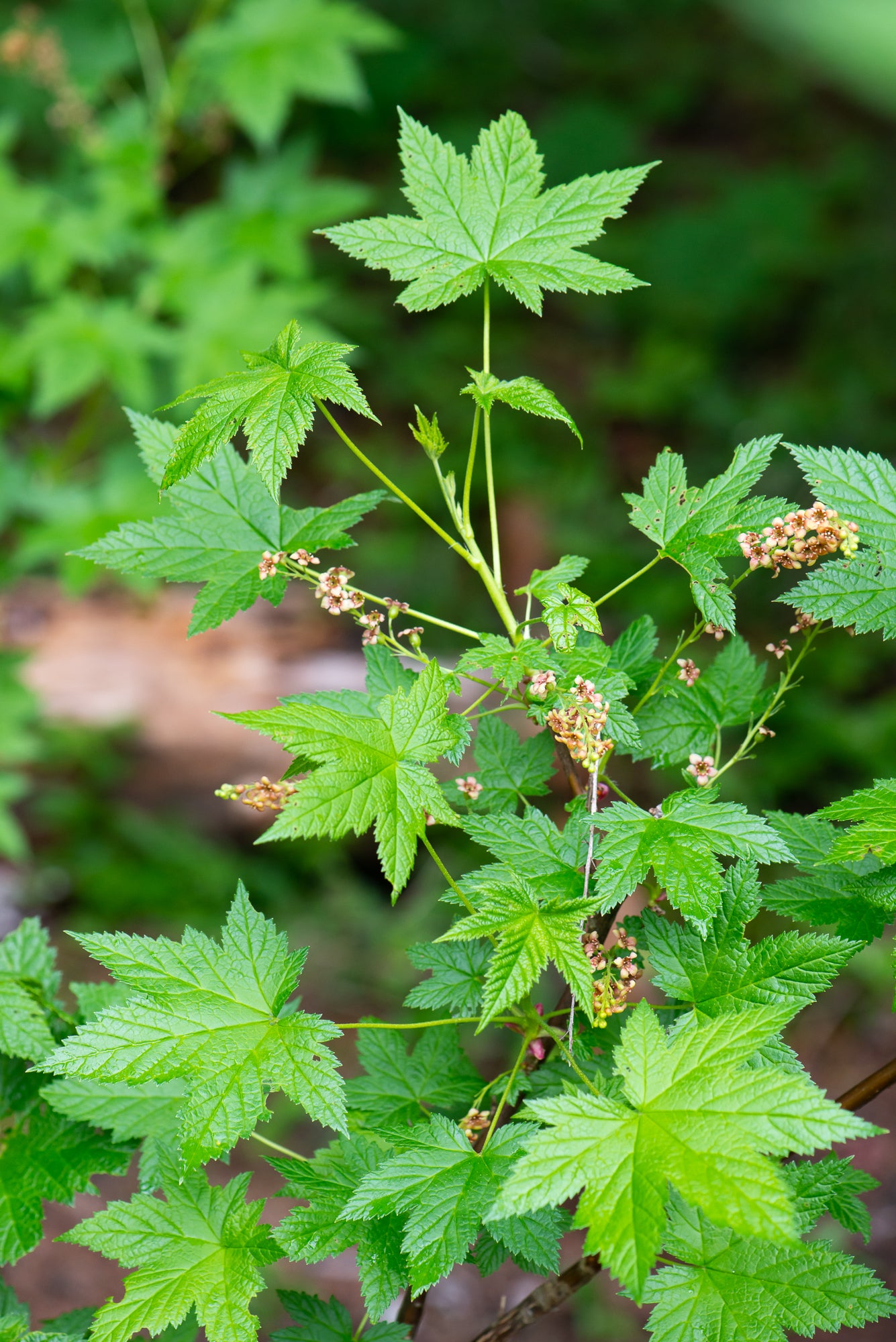 Stink Currant (Ribes bracteosum)
