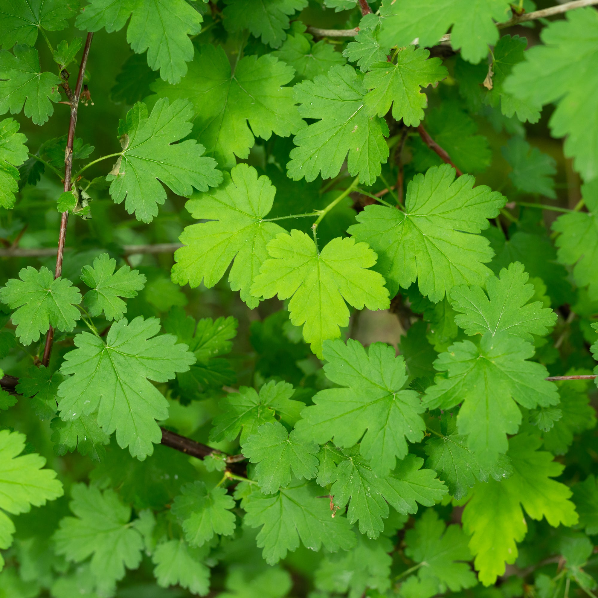 Coast Black Gooseberry (Ribes divaricatum)