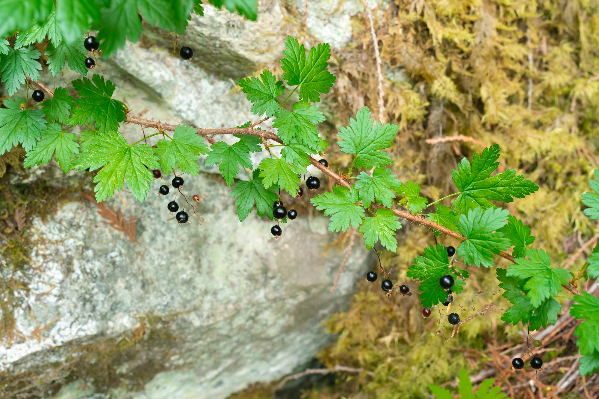 Black Swamp Gooseberry (Ribes lacustre)