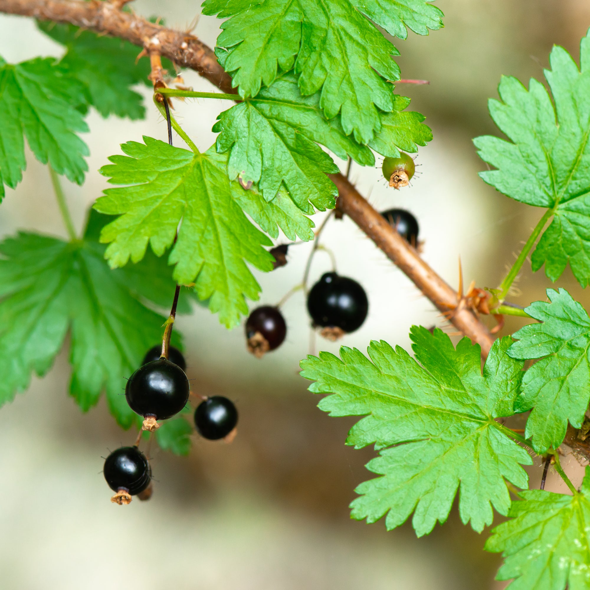 Black Swamp Gooseberry (Ribes lacustre)
