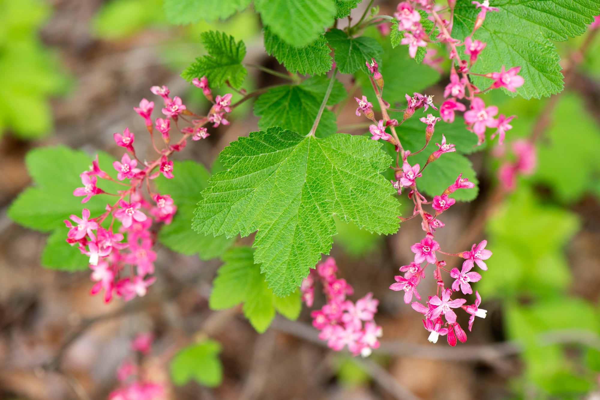 Red Flowering Currant (Ribes sanguineum)