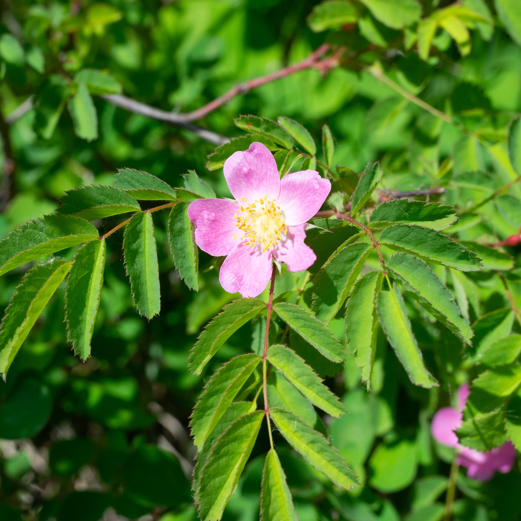 Baldhip Rose (Rosa gymnocarpa)