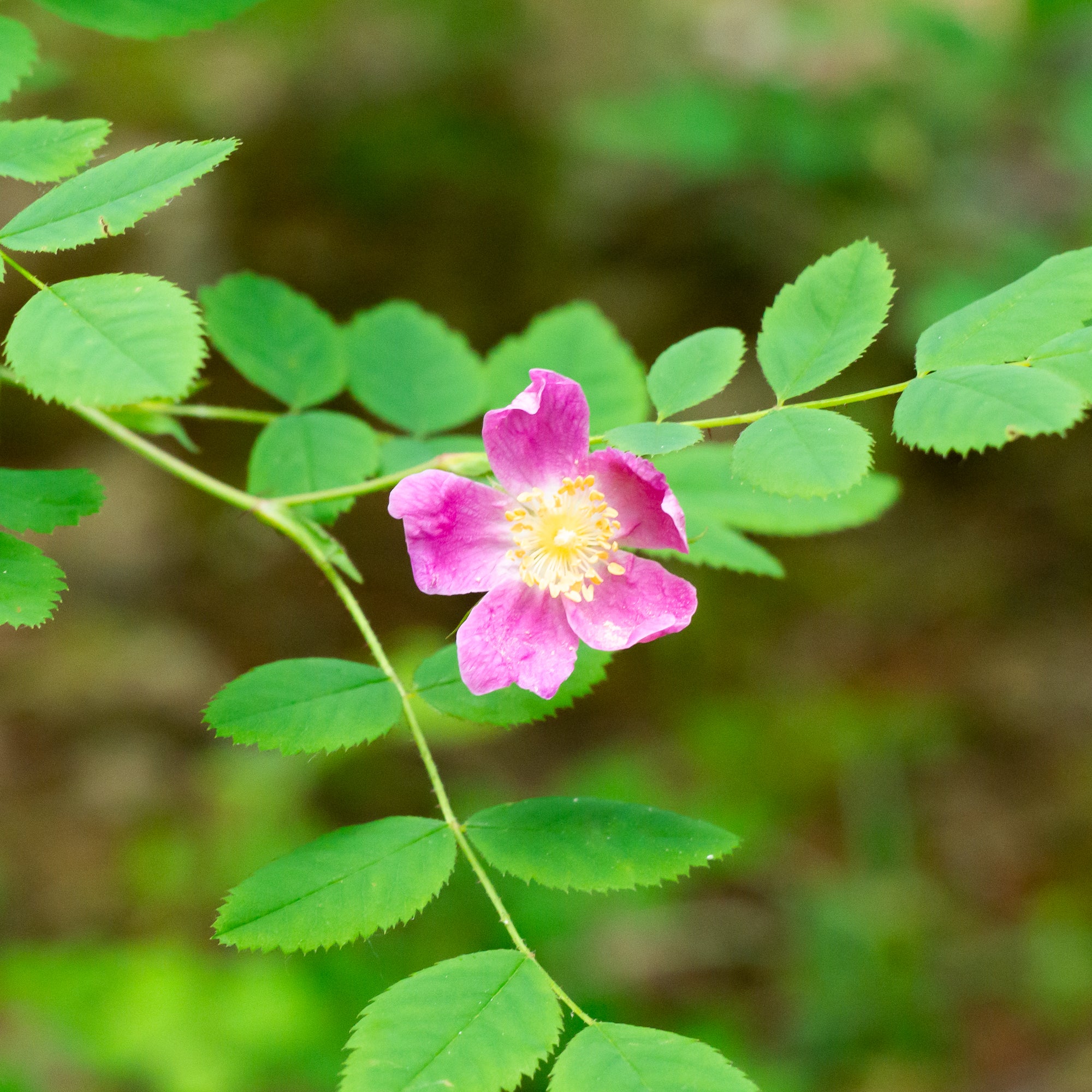 Baldhip Rose (Rosa gymnocarpa)
