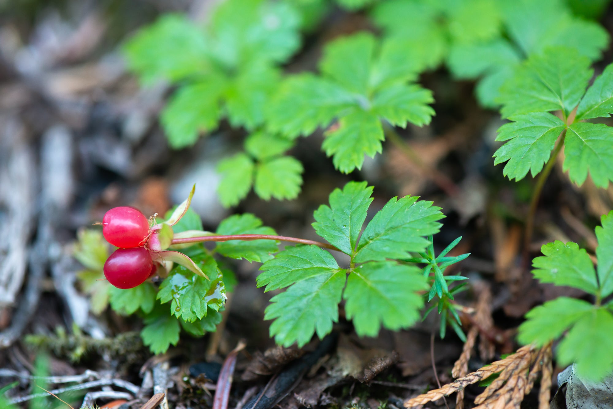 Creeping Raspberry (Rubus pedatus)