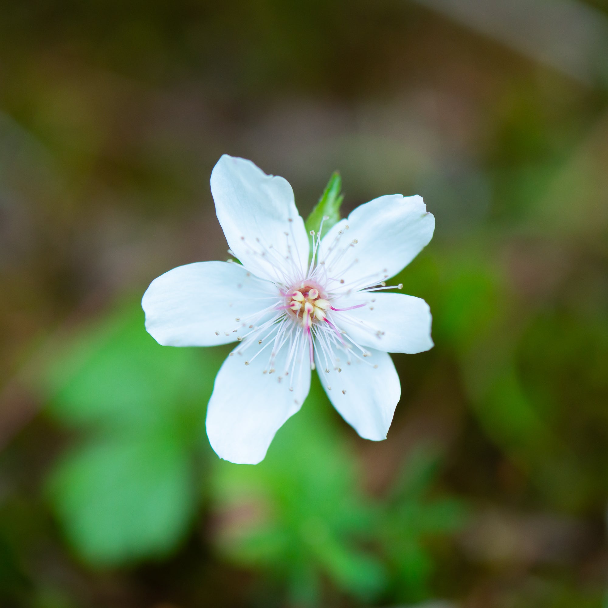 Creeping Raspberry (Rubus pedatus)