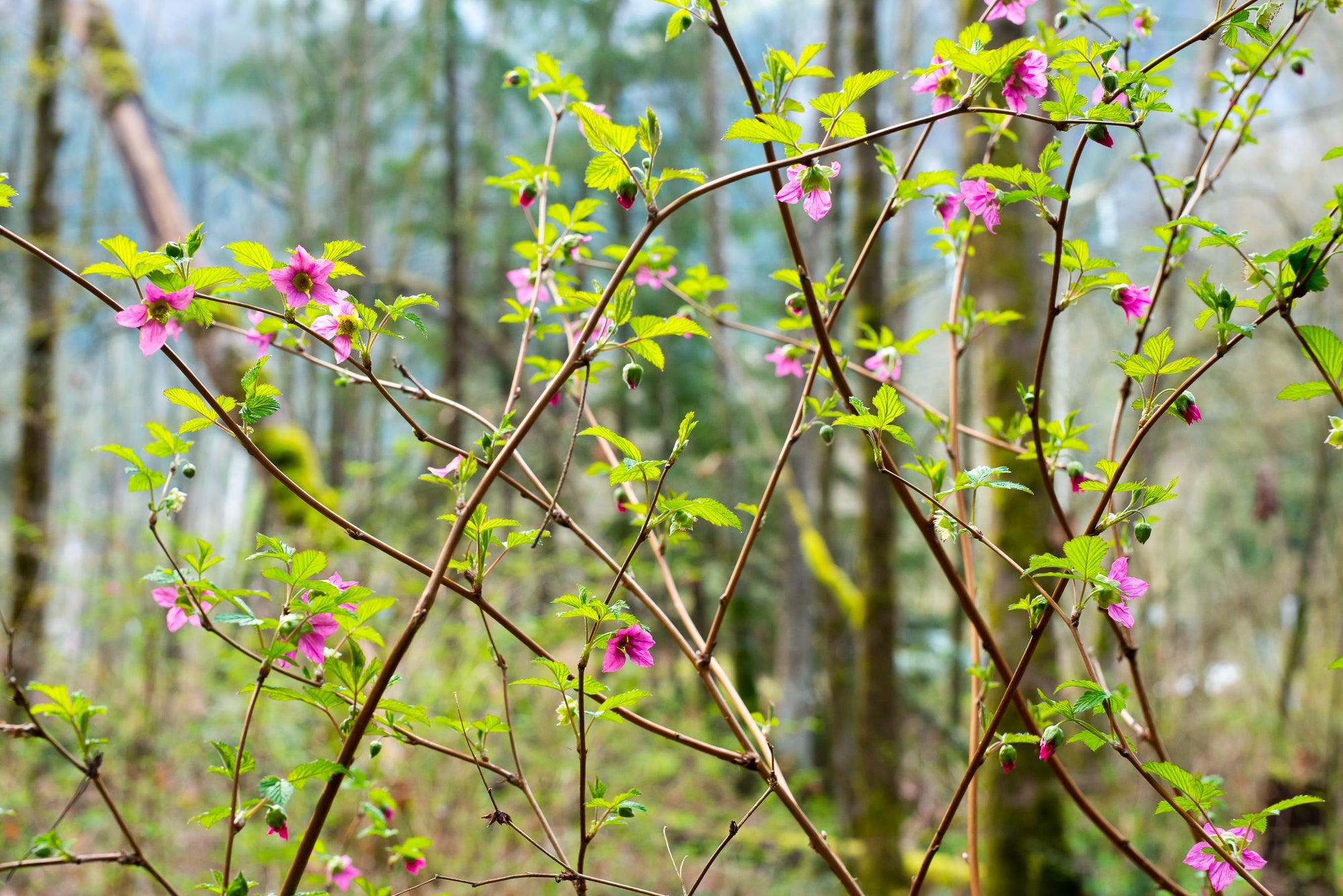 Salmonberry (Rubus spectabilis)