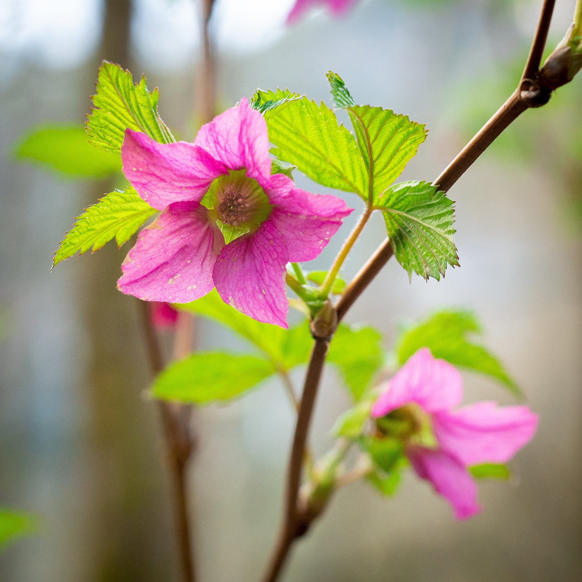 Salmonberry (Rubus spectabilis)