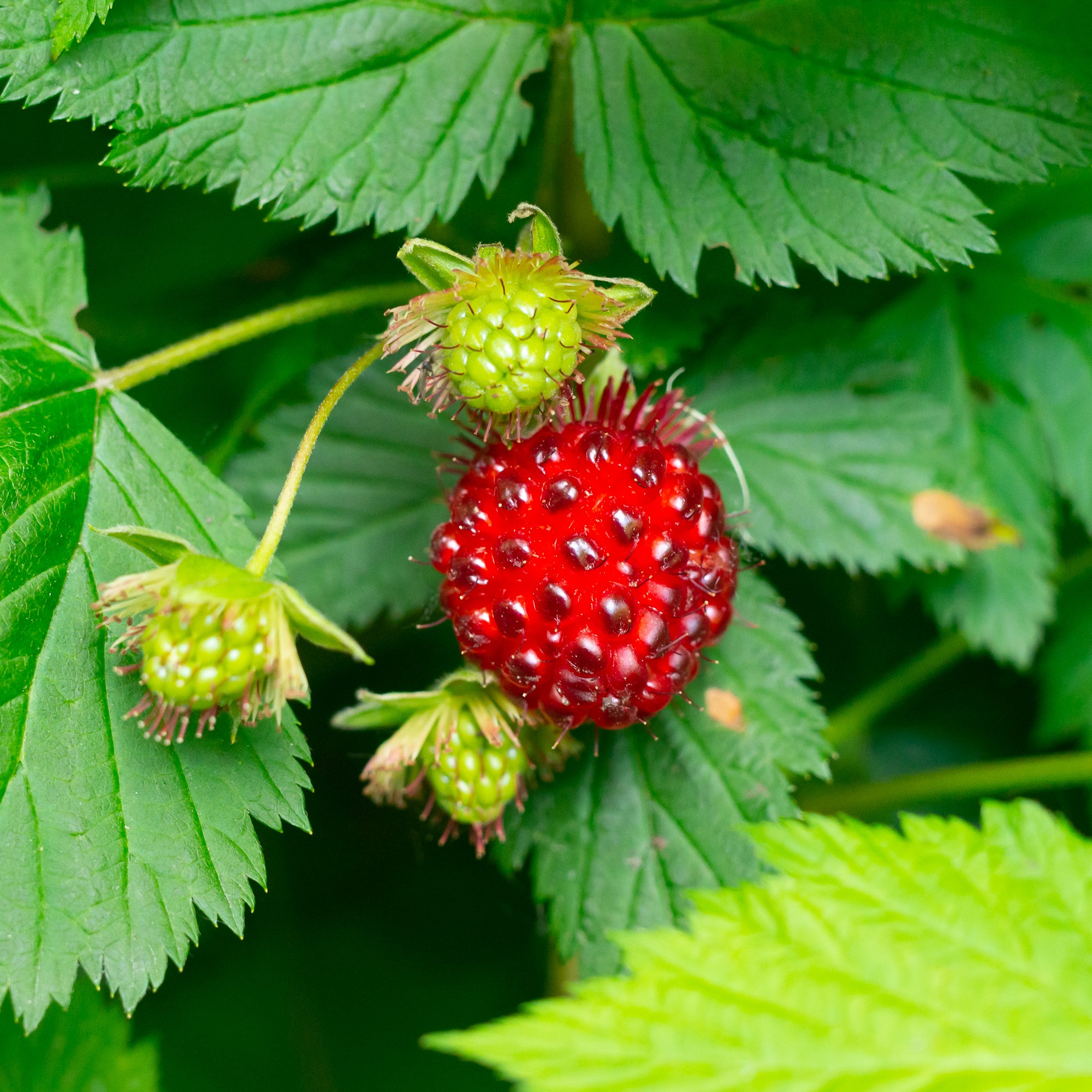 Salmonberry (Rubus spectabilis)