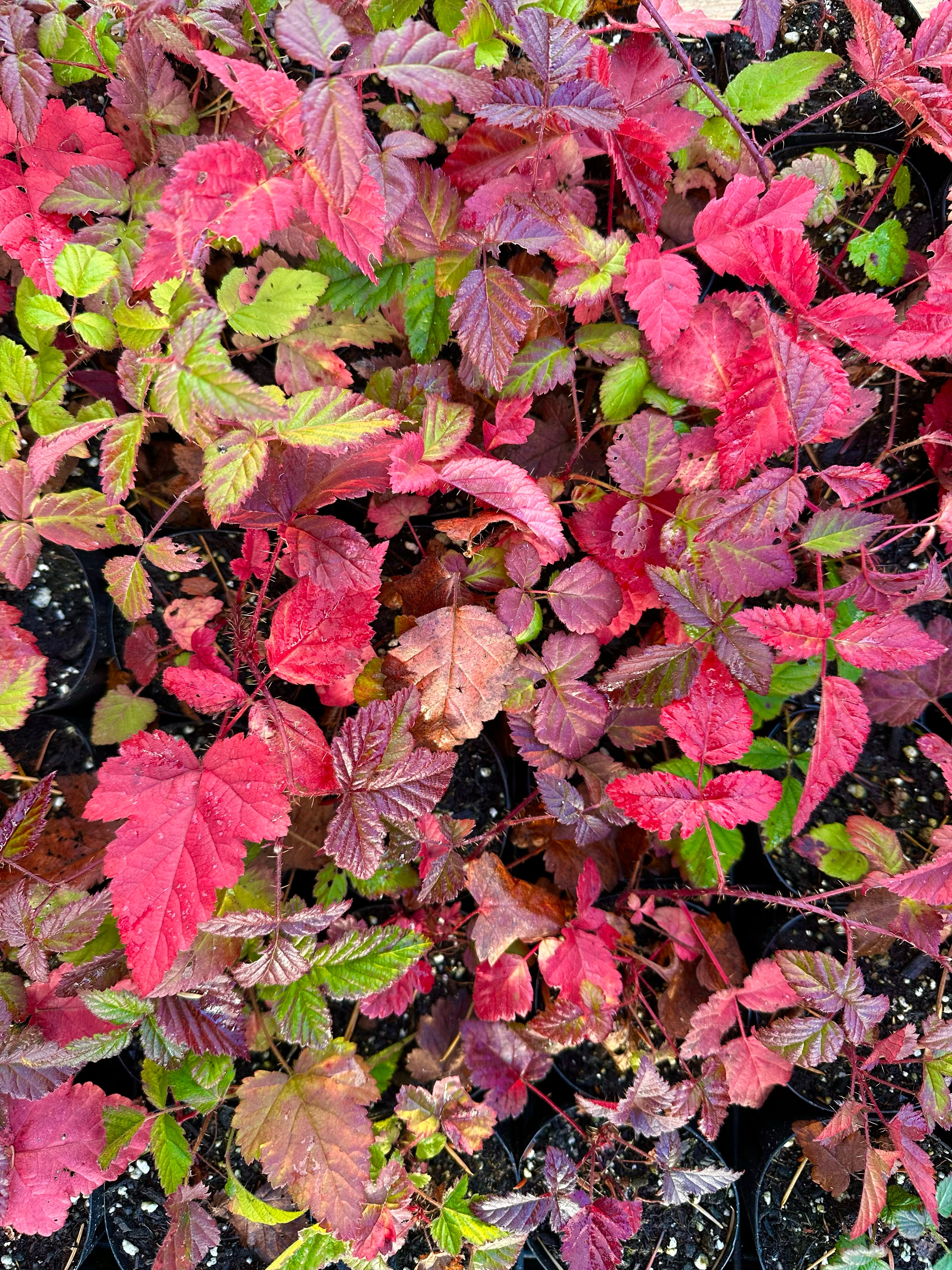 Trailing Blackberry (Rubus ursinus)