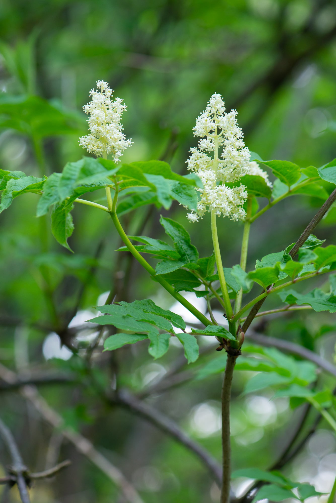 Red Elderberry (Sambucus racemosa)