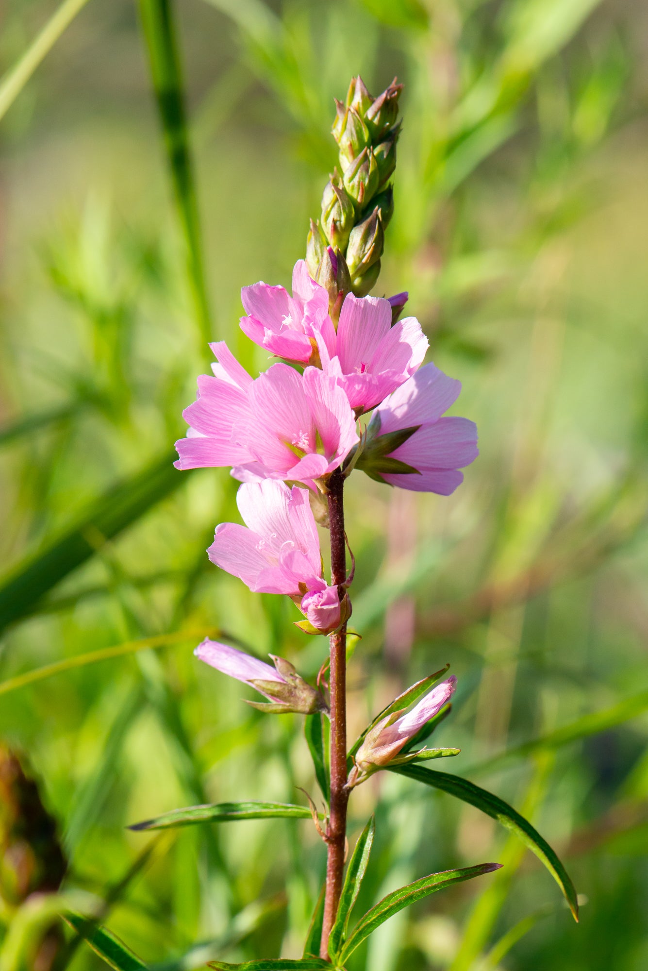 Henderson’s Checkermallow (Sidalcea hendersonii)