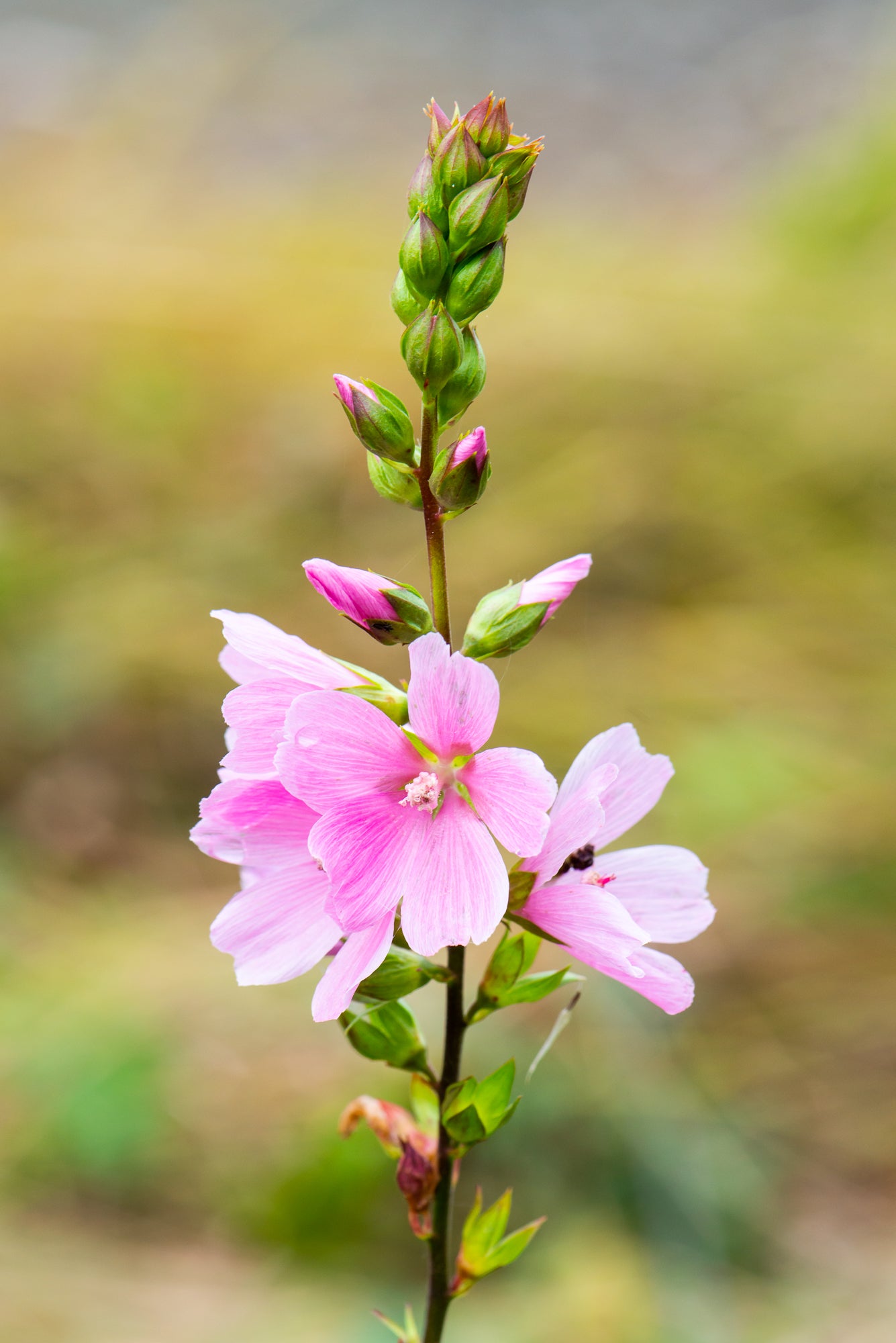 Henderson’s Checkermallow (Sidalcea hendersonii)