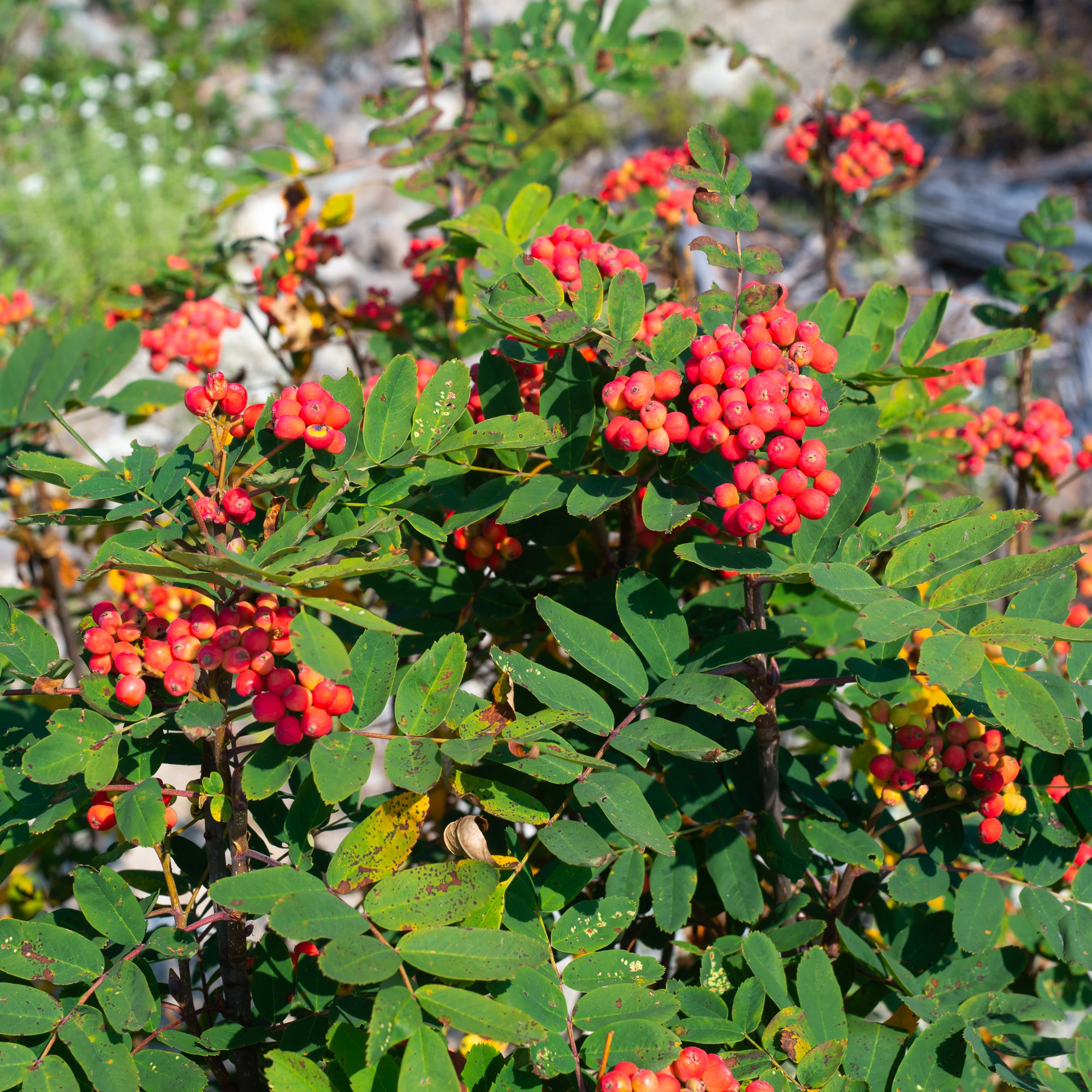 Sitka Mountain Ash (Sorbus sitchensis)