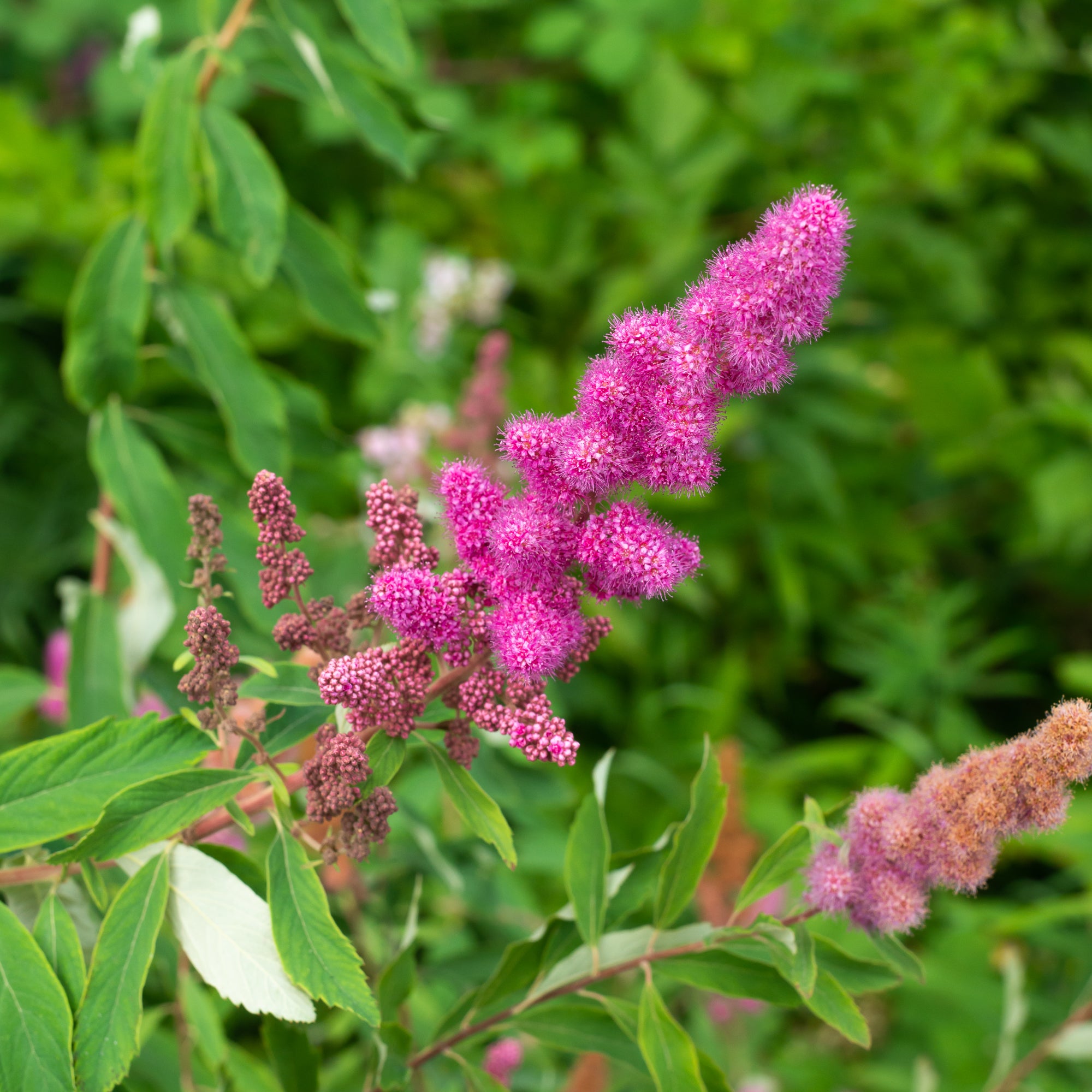 Rose Spirea (Spiraea douglasii)
