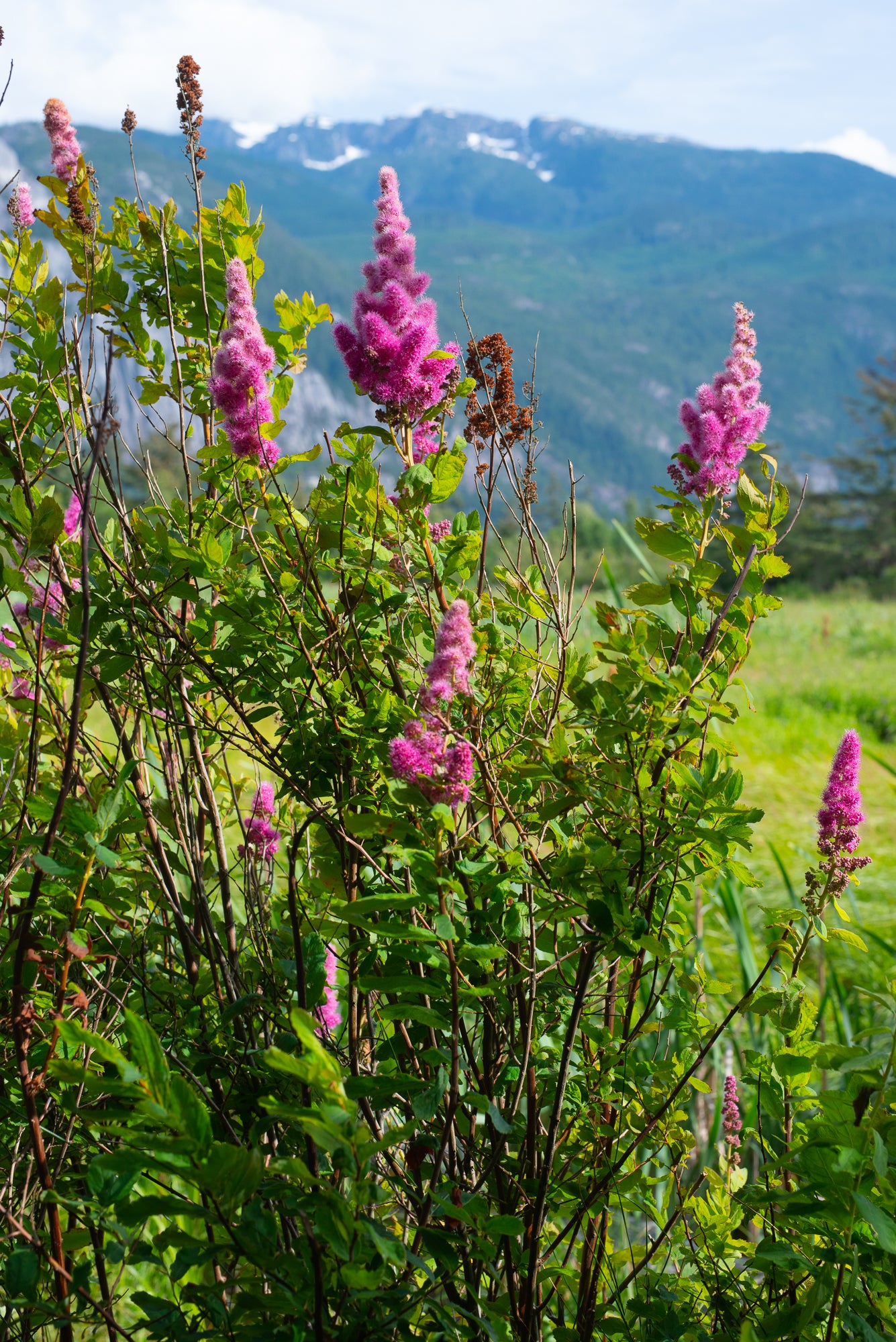 Rose Spirea (Spiraea douglasii)