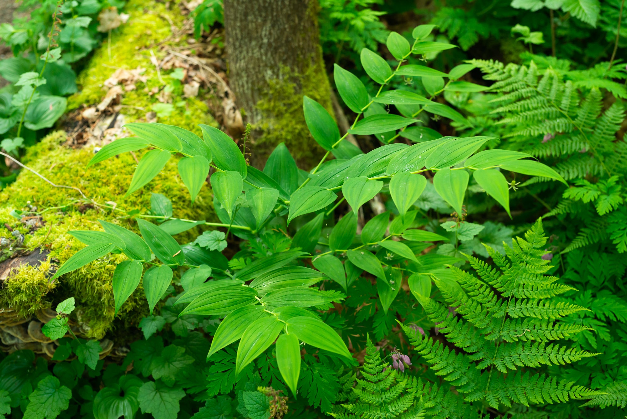 Clasping Twisted Stalk (Streptopus amplexifolius)