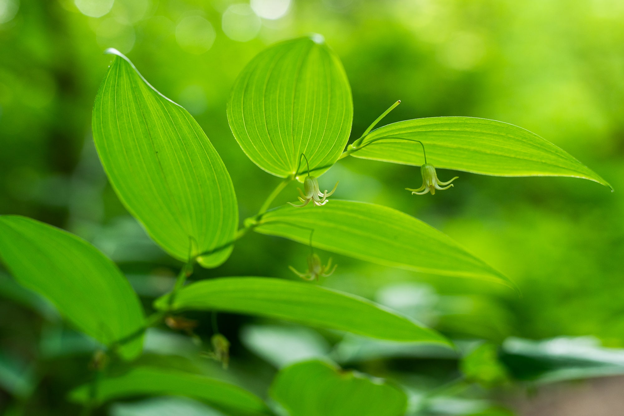 Clasping Twisted Stalk (Streptopus amplexifolius)