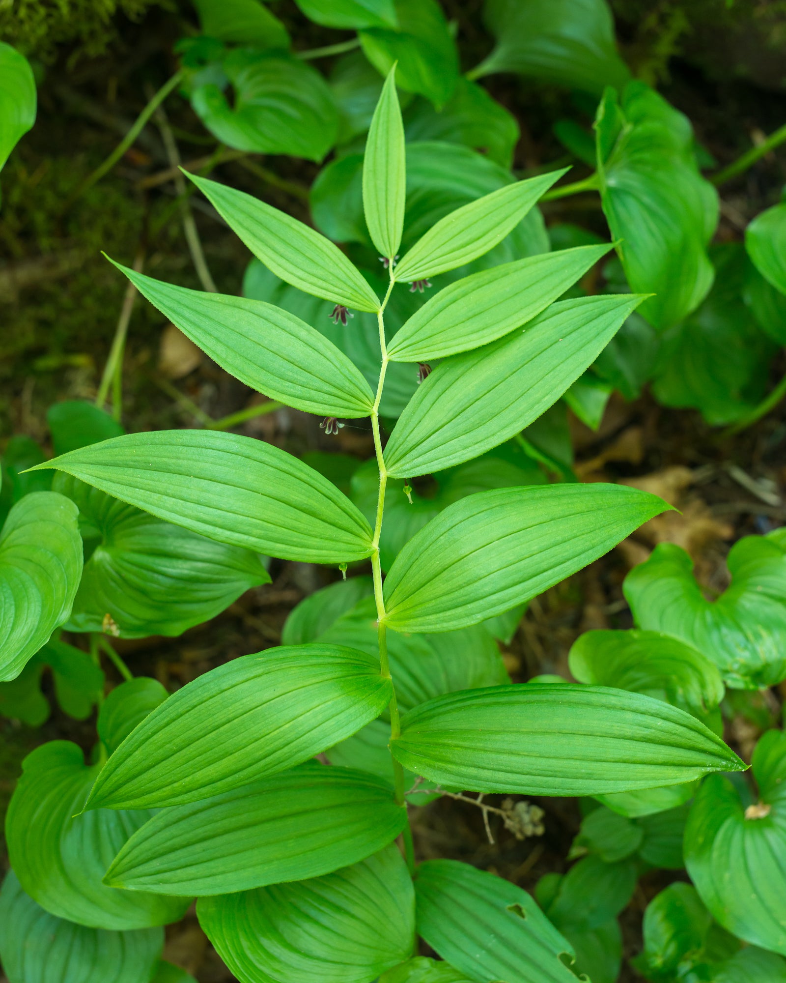 Rosy Twisted Stalk (Streptopus lanceolatus)