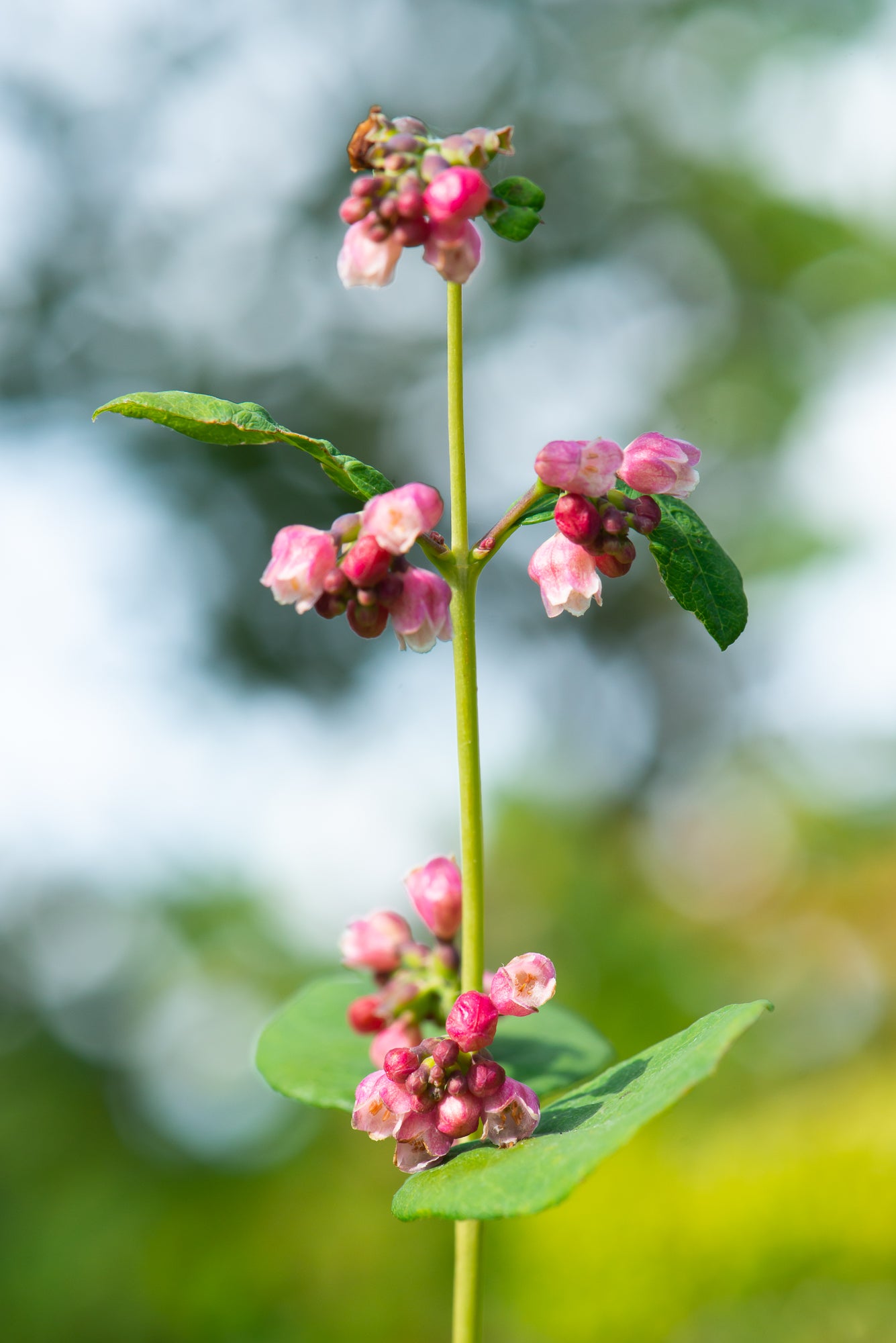 Snowberry (Symphoricarpos albus)