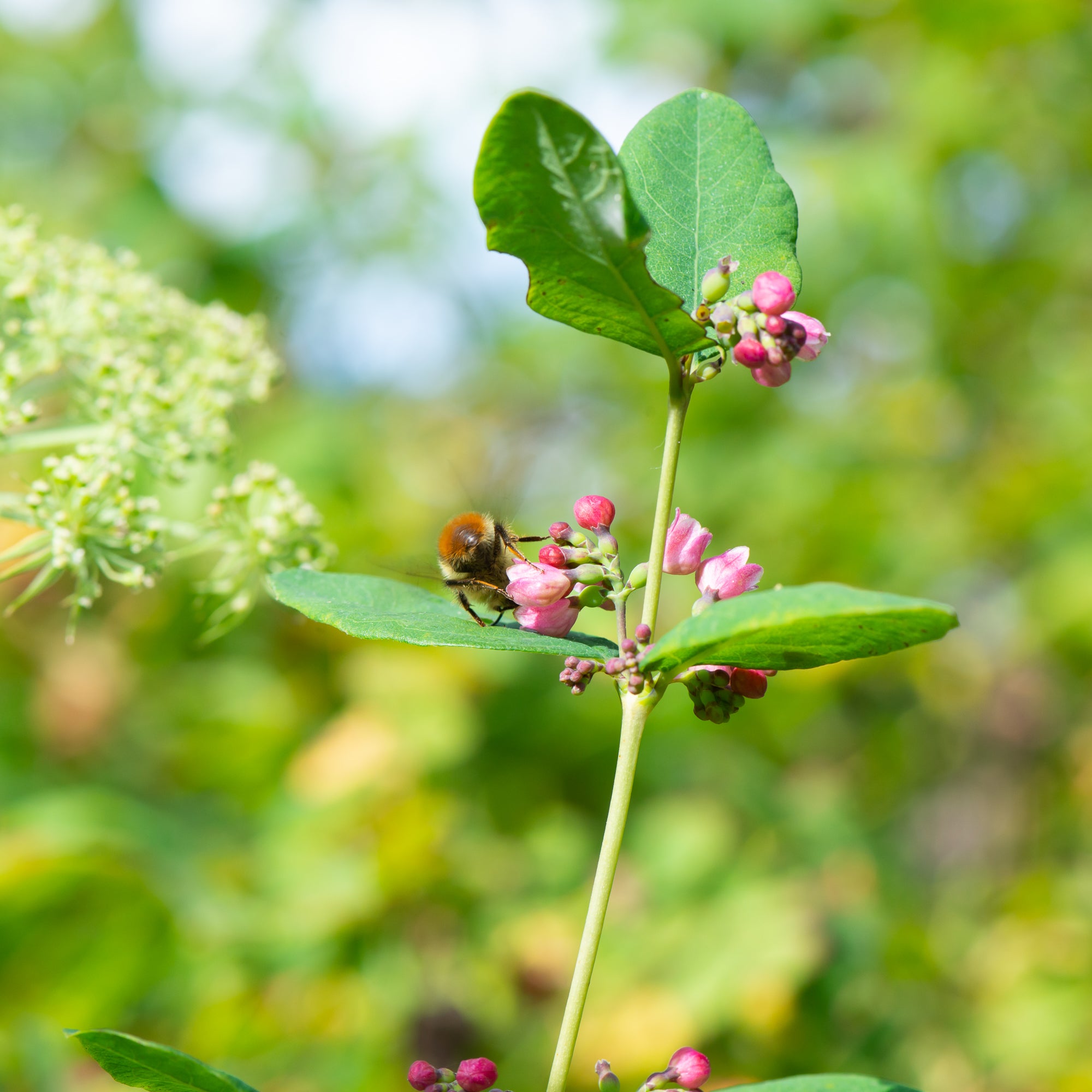 Snowberry (Symphoricarpos albus)