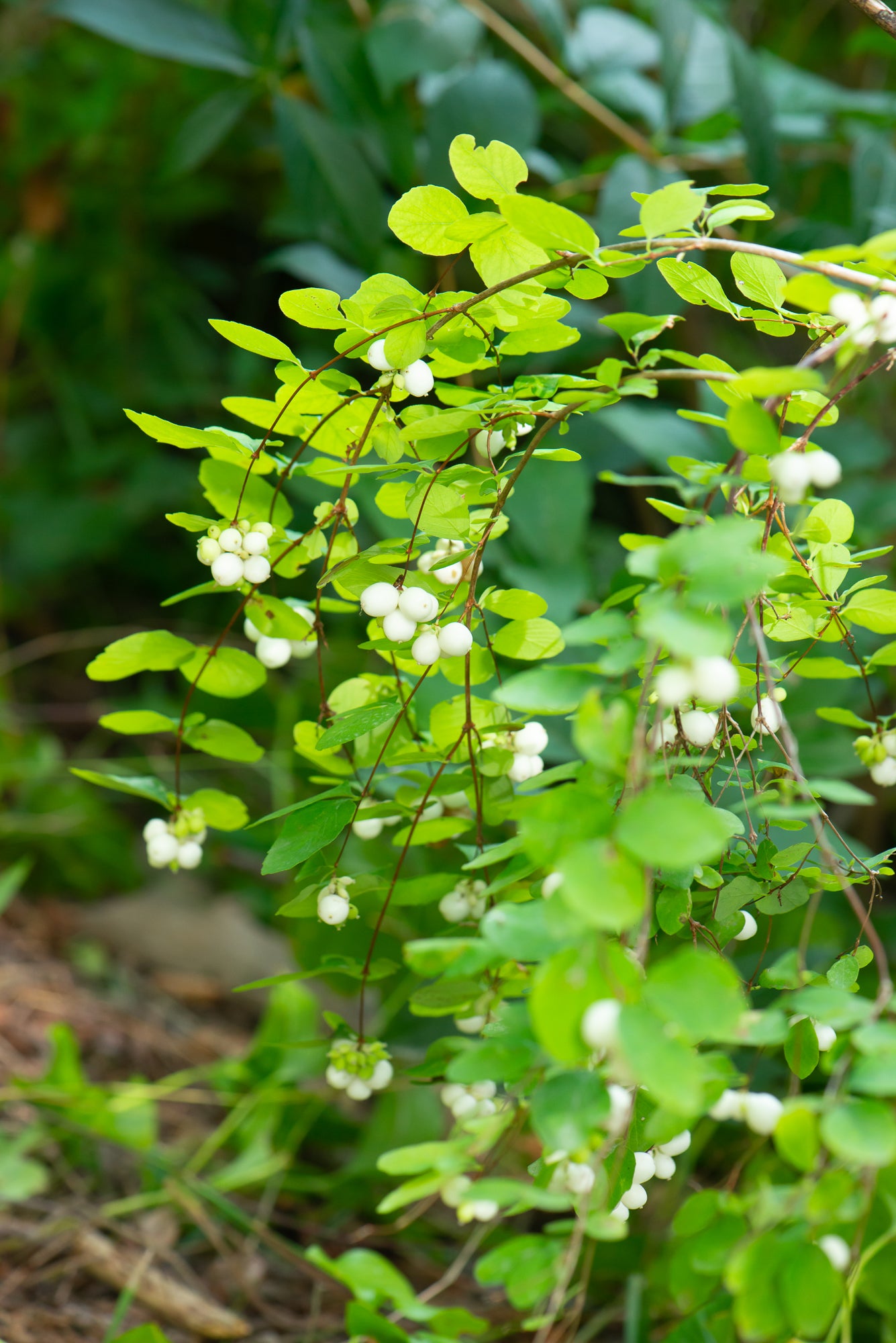 Snowberry (Symphoricarpos albus)
