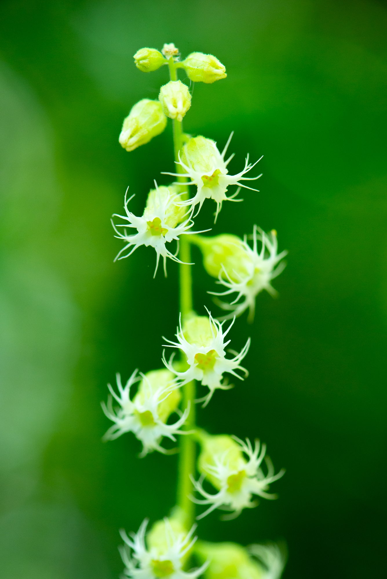 Fringe Cup (Tellima grandiflora)