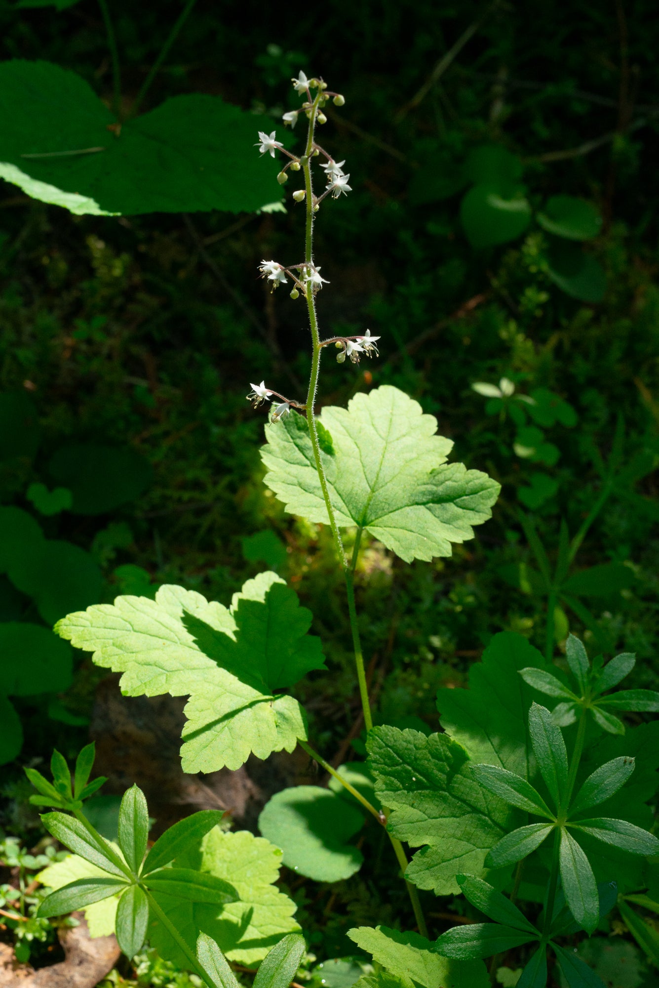 Threeleaf Foamflower (Tiarella trifoliata var. trifoliata)