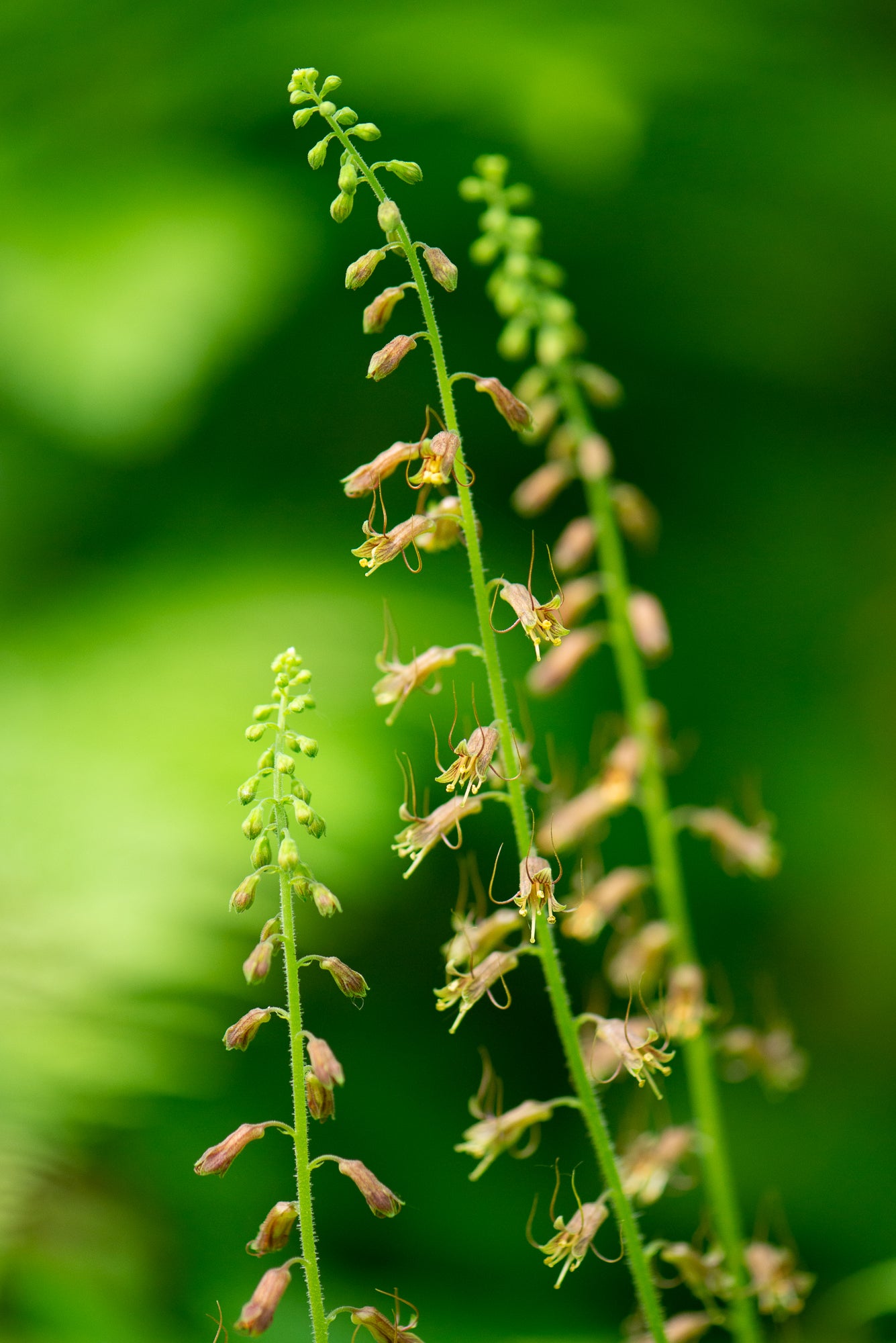 Piggyback Plant (Tolmiea menziesii)